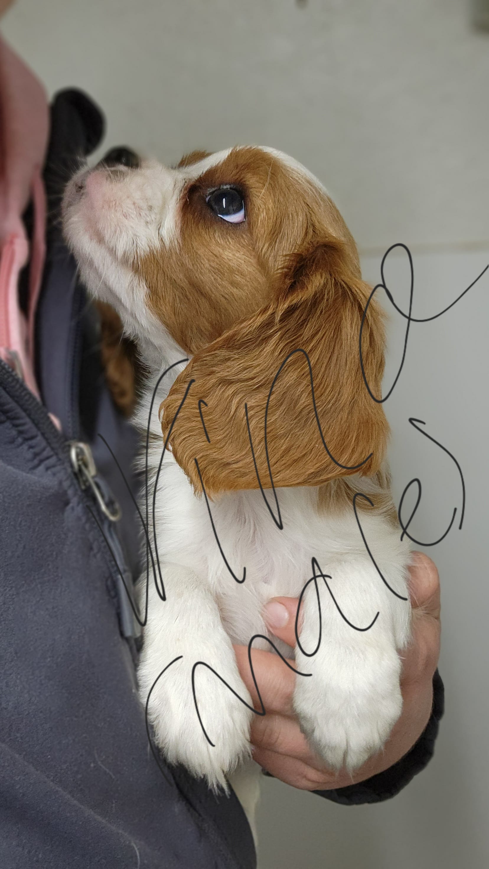 ACA Reg 'Vince' RTG May 18 – Cavalier King Charles Spaniel puppy for sale in Seneca Falls, NY