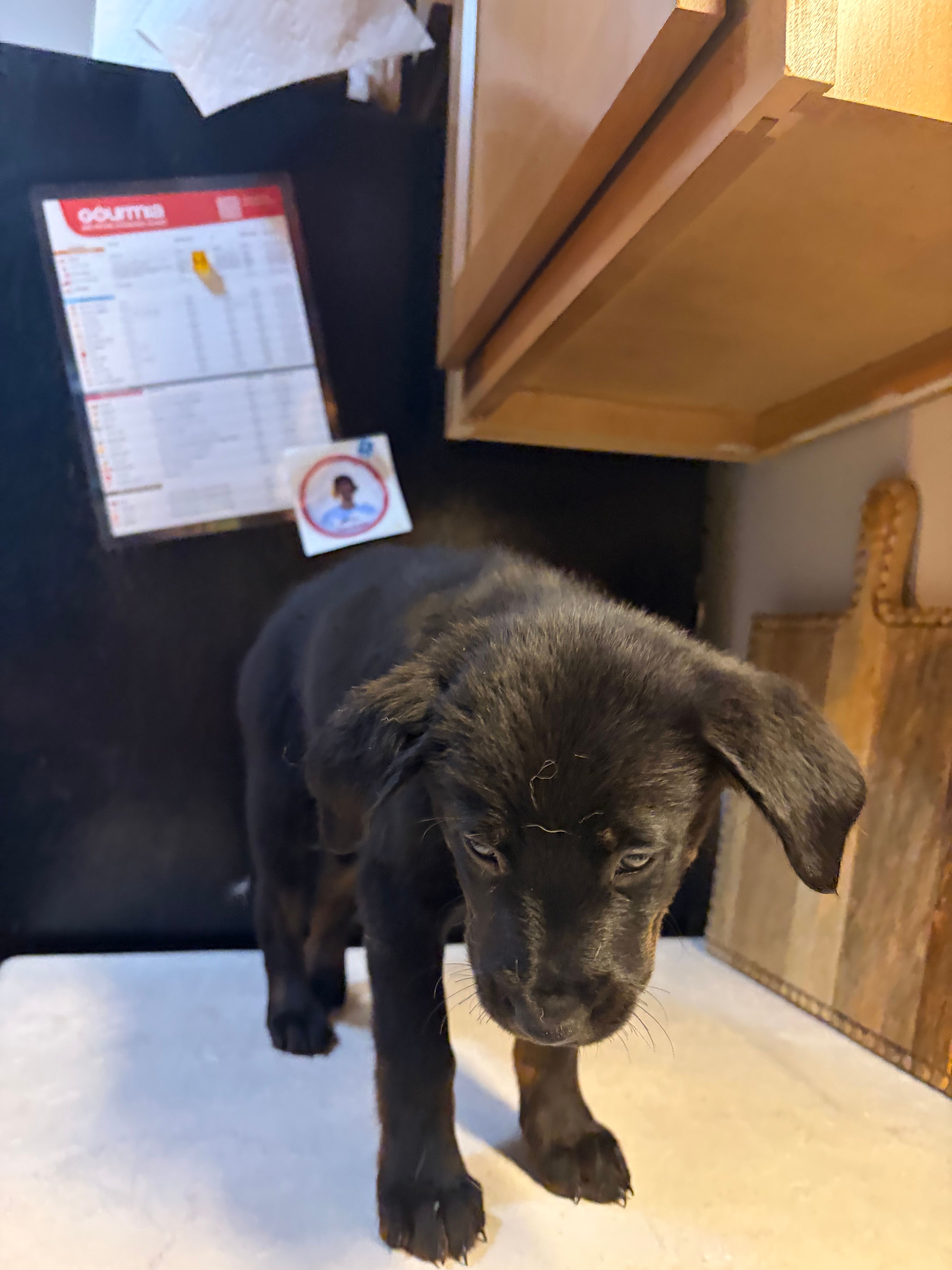 Roxy – Australian Cattle Dog, Labrador Retriever puppy for sale in Granger, IN