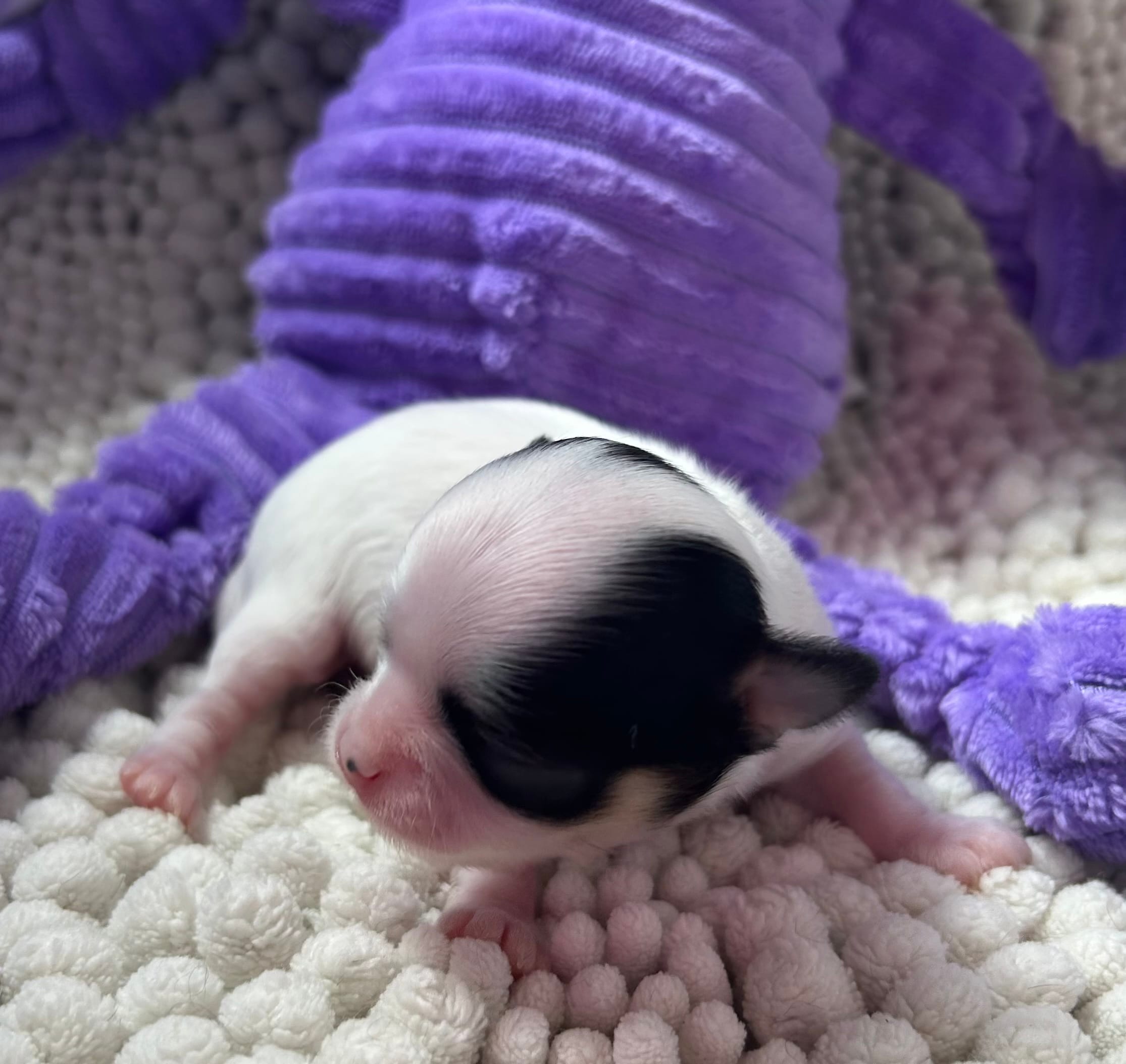 Lacey – Chihuahua puppy for sale in Chickamauga, GA