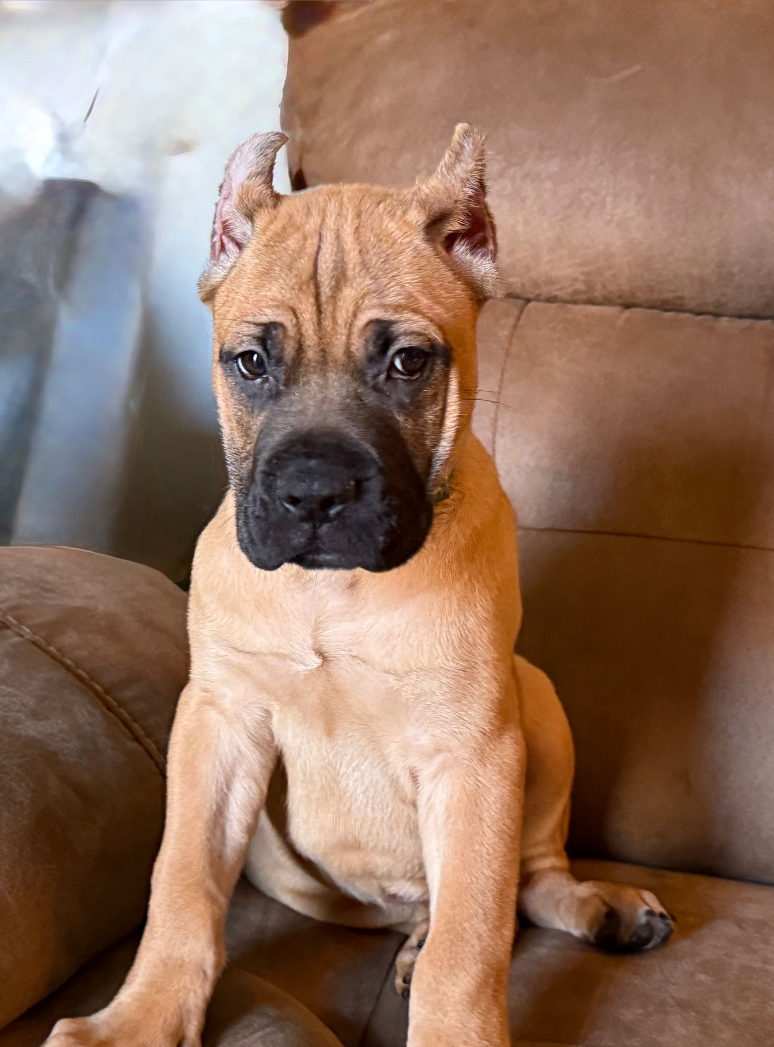 Dark Green Collar Male