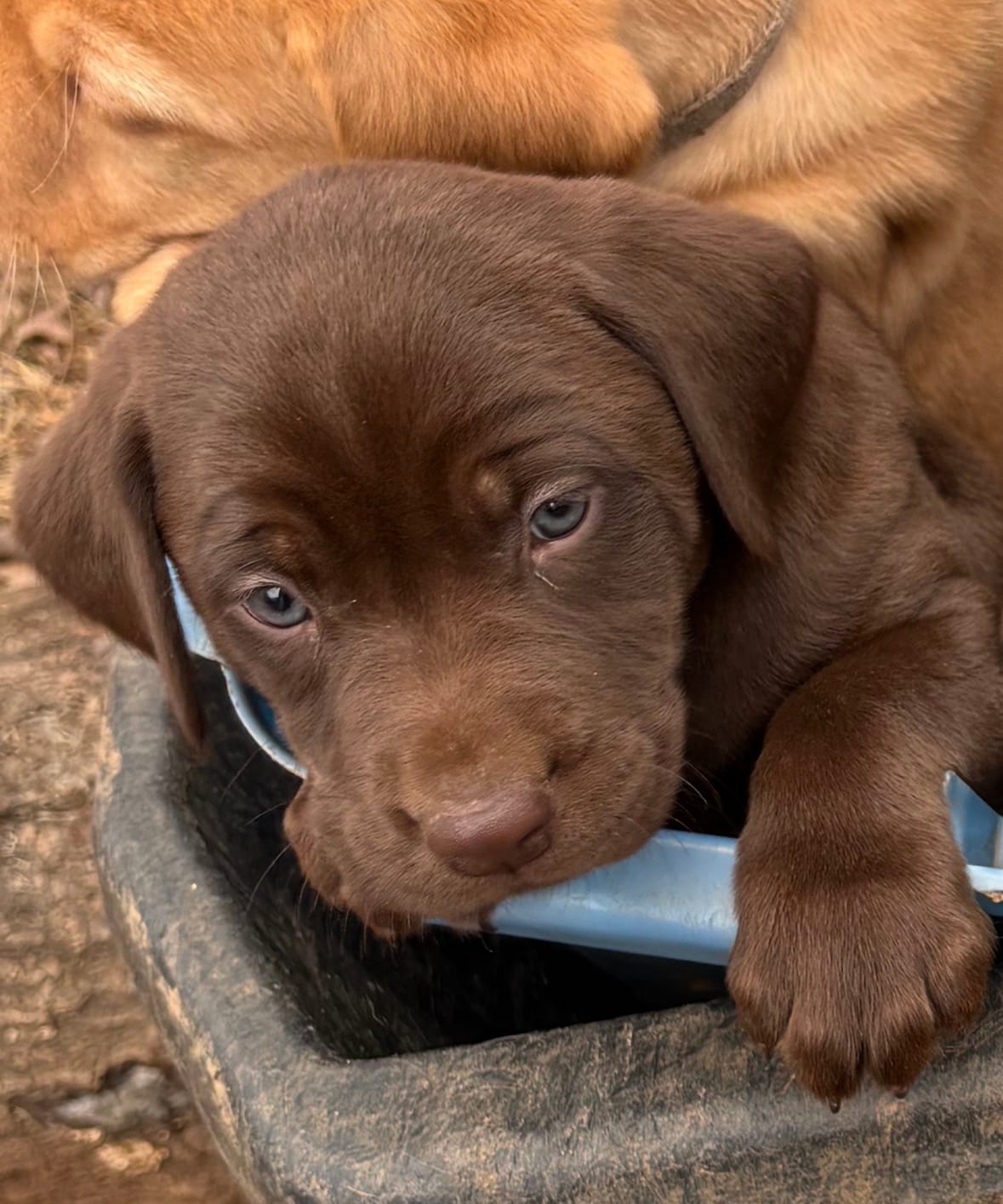 Brown Female Lab