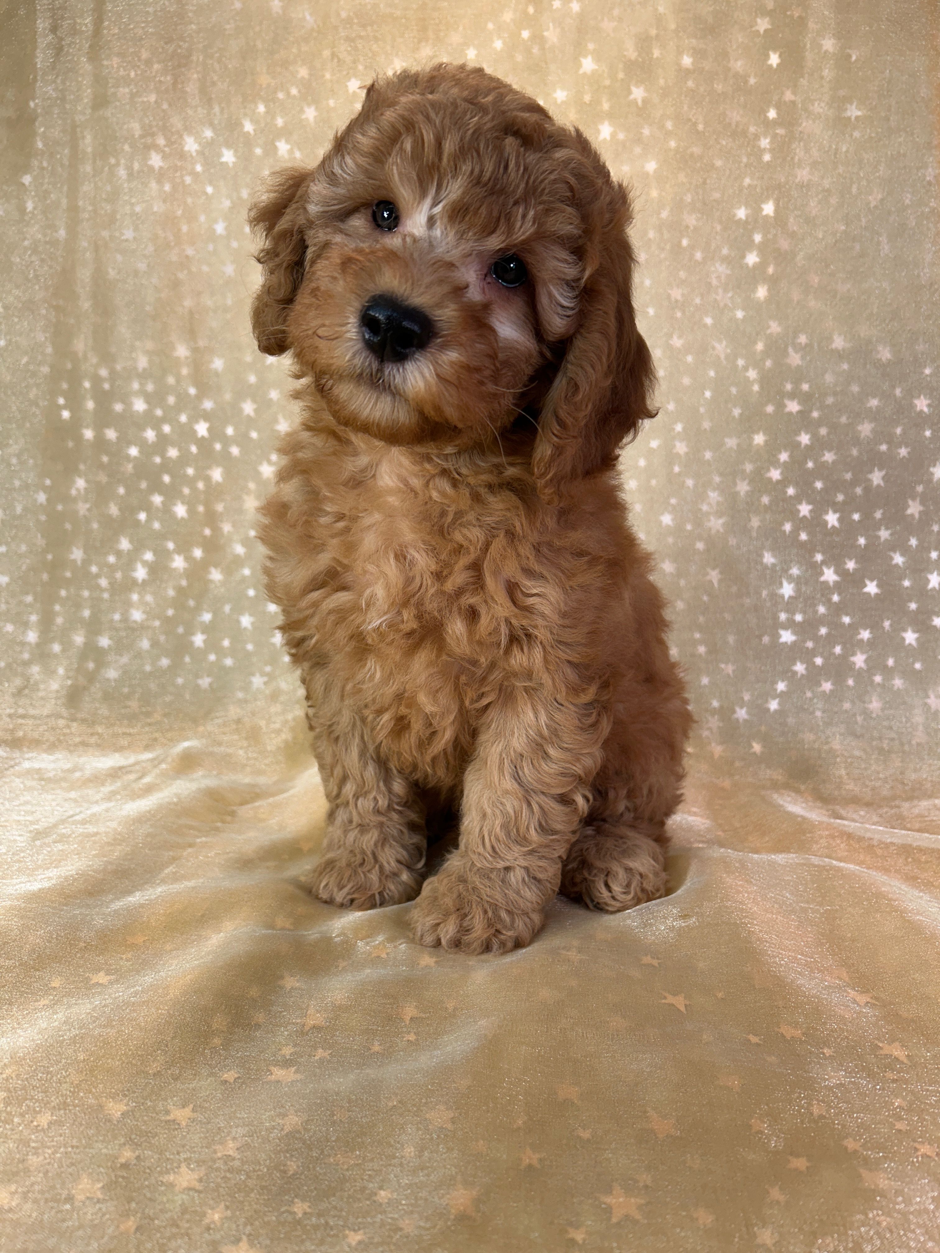 Male Mini Goldendoodle 2300 – Miniature Goldendoodle puppy for sale in Joice, IA