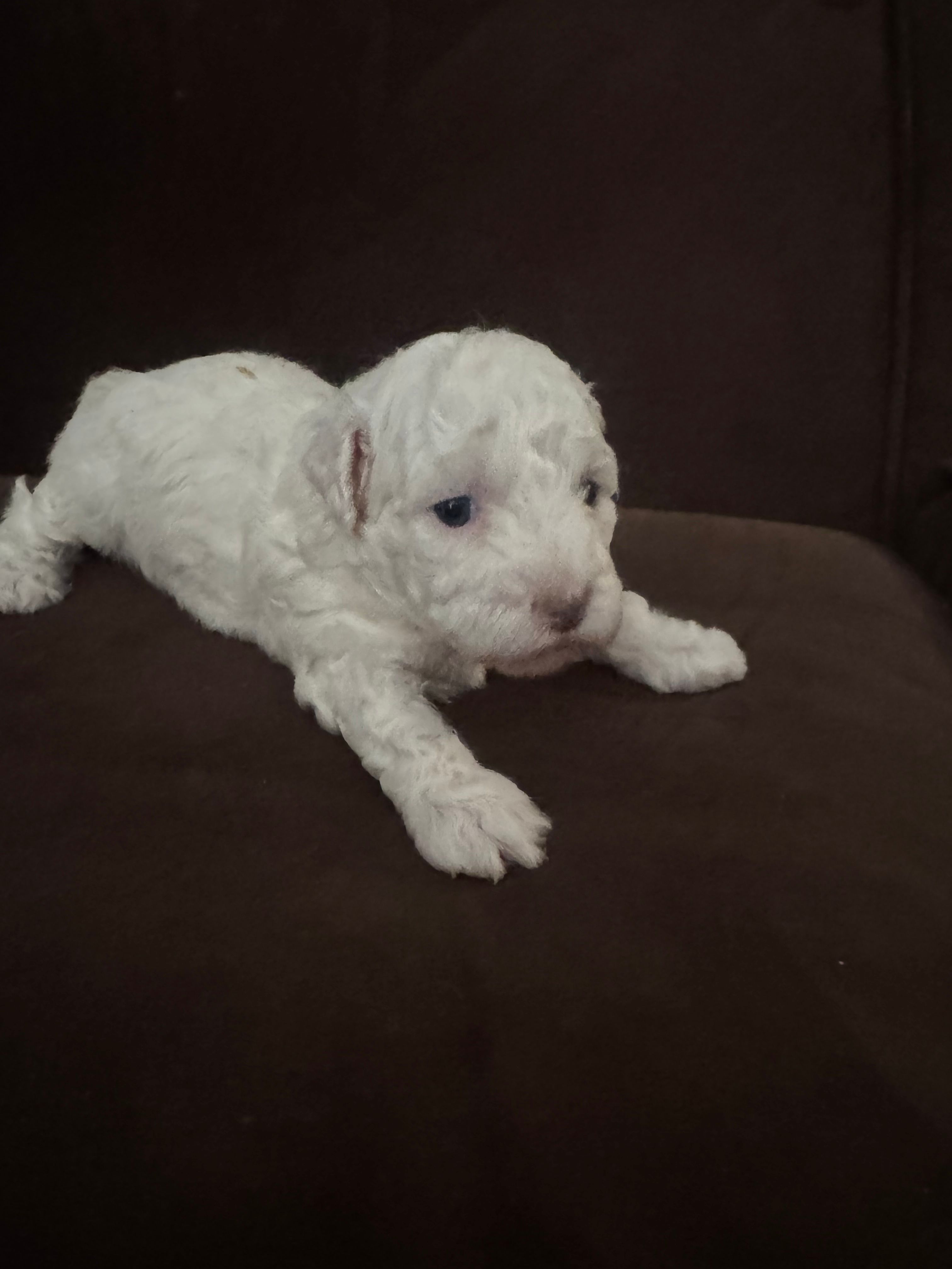Leslie – Poodle - Toy  puppy for sale in San Jose, CA