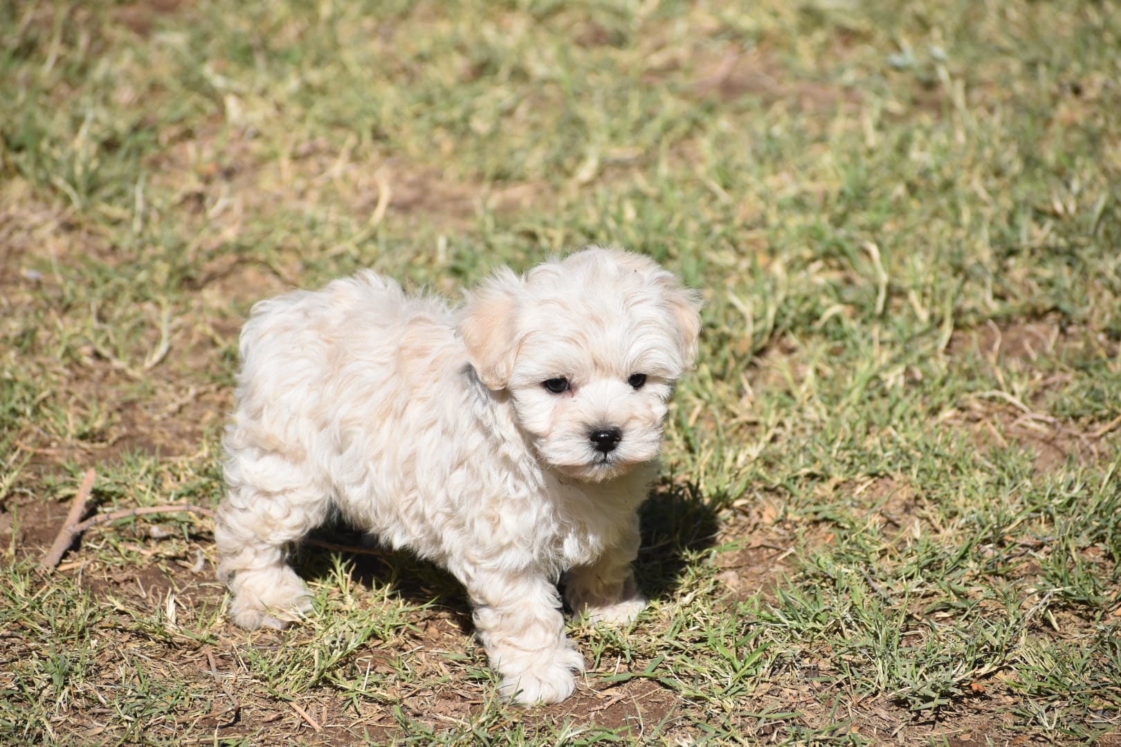 Snow – Maltese puppy for sale in Phoenix, AZ