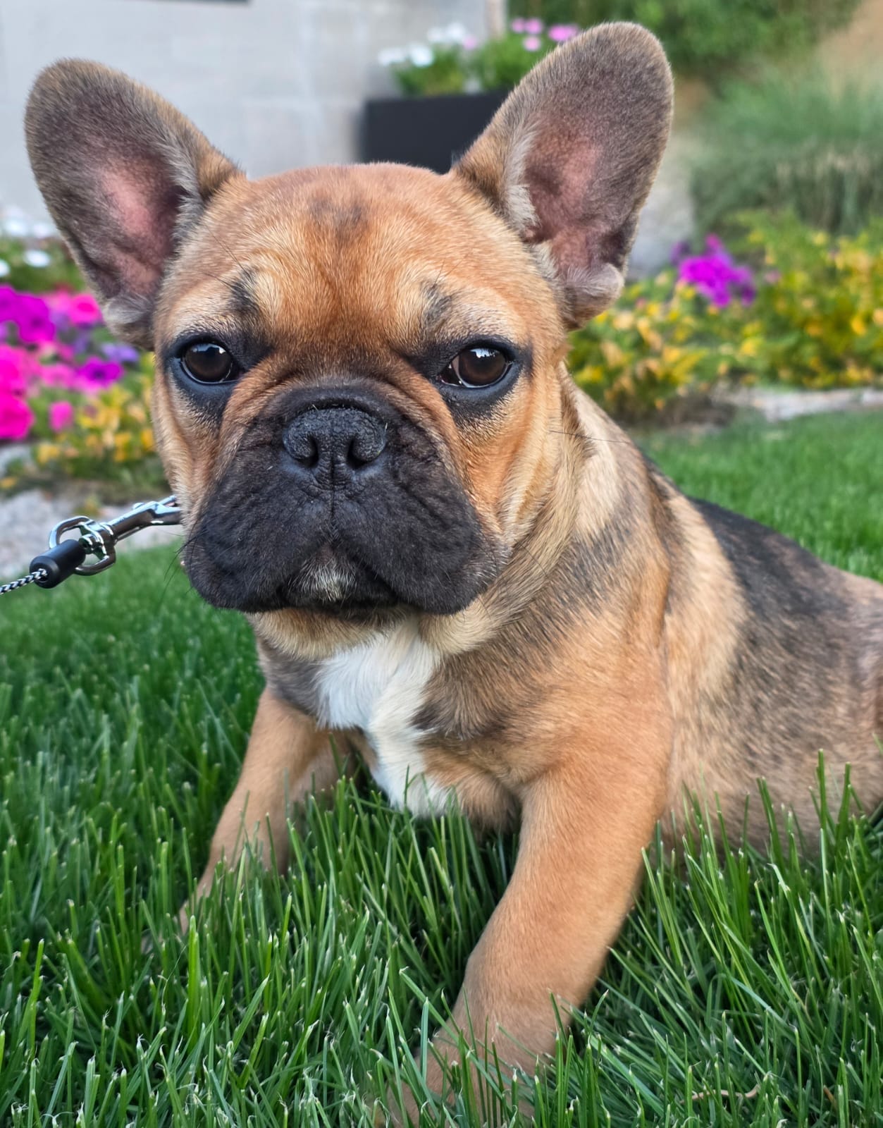 Chai – French Bulldog puppy for sale in Phoenix, AZ