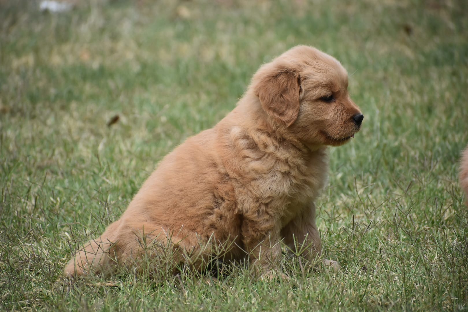 Bunny – Golden Retriever puppy for sale in Palm Springs, CA