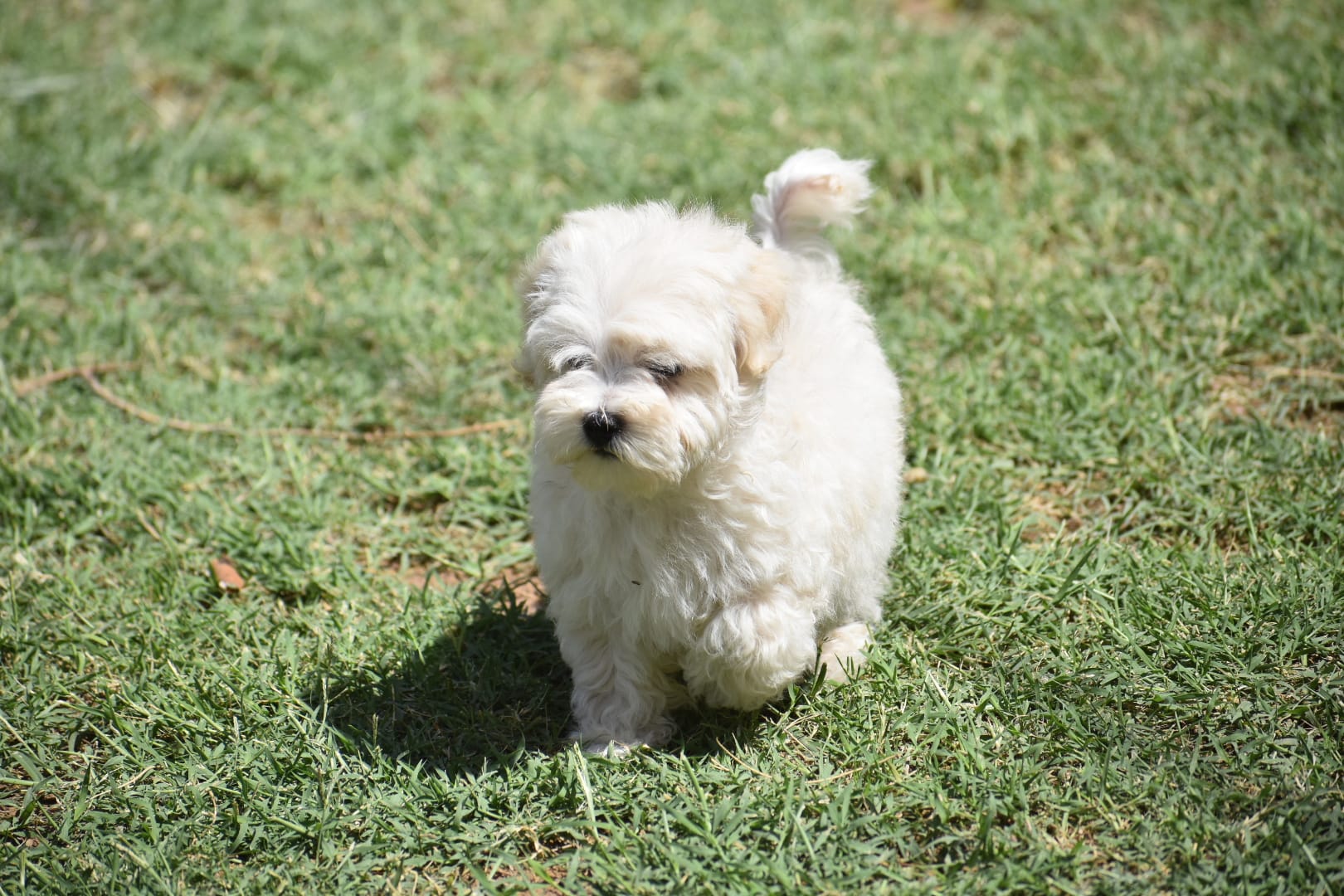 Snow – Maltese puppy for sale in Phoenix, AZ