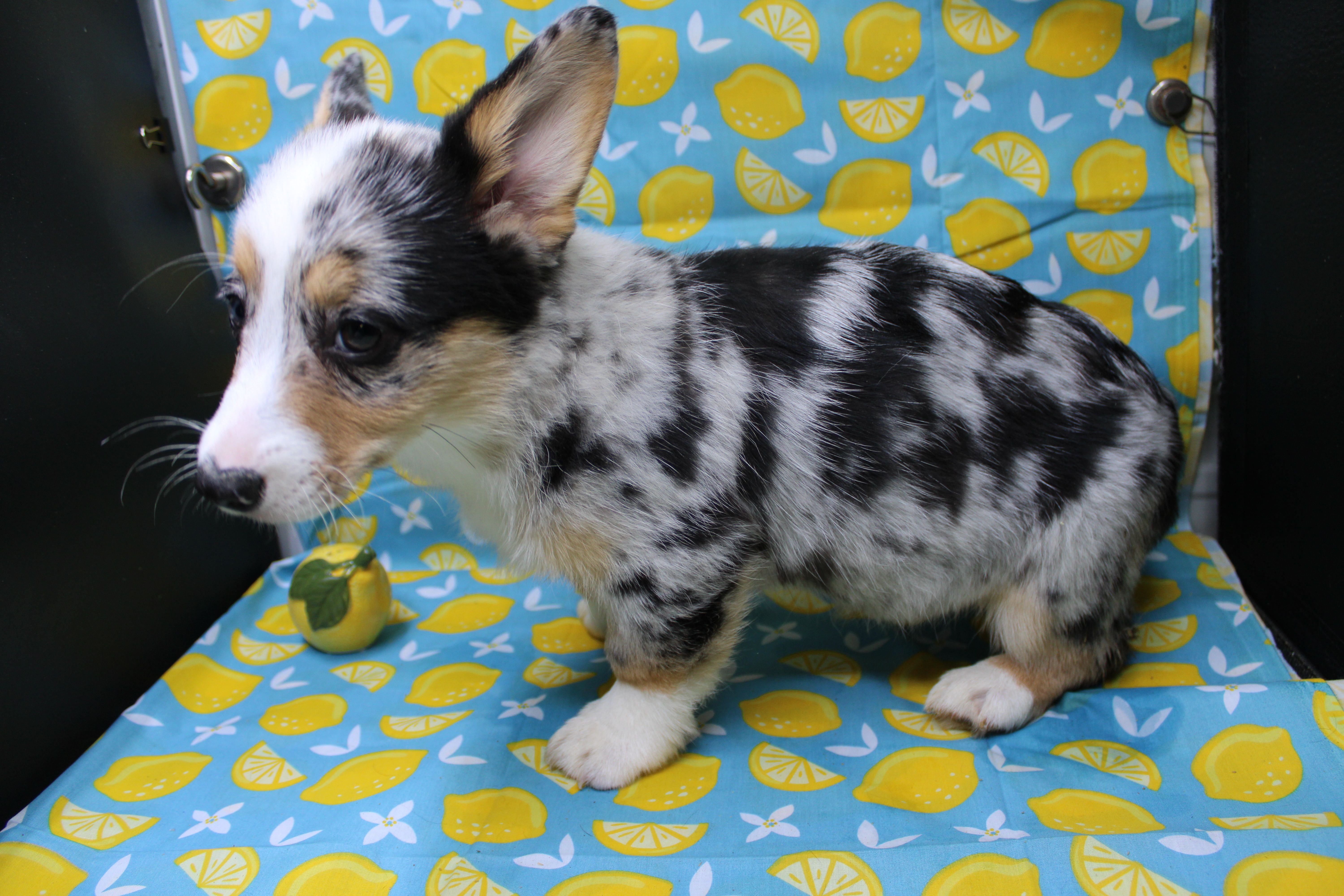 Liberty – Pembroke Welsh Corgi puppy for sale in Weaubleau, MO