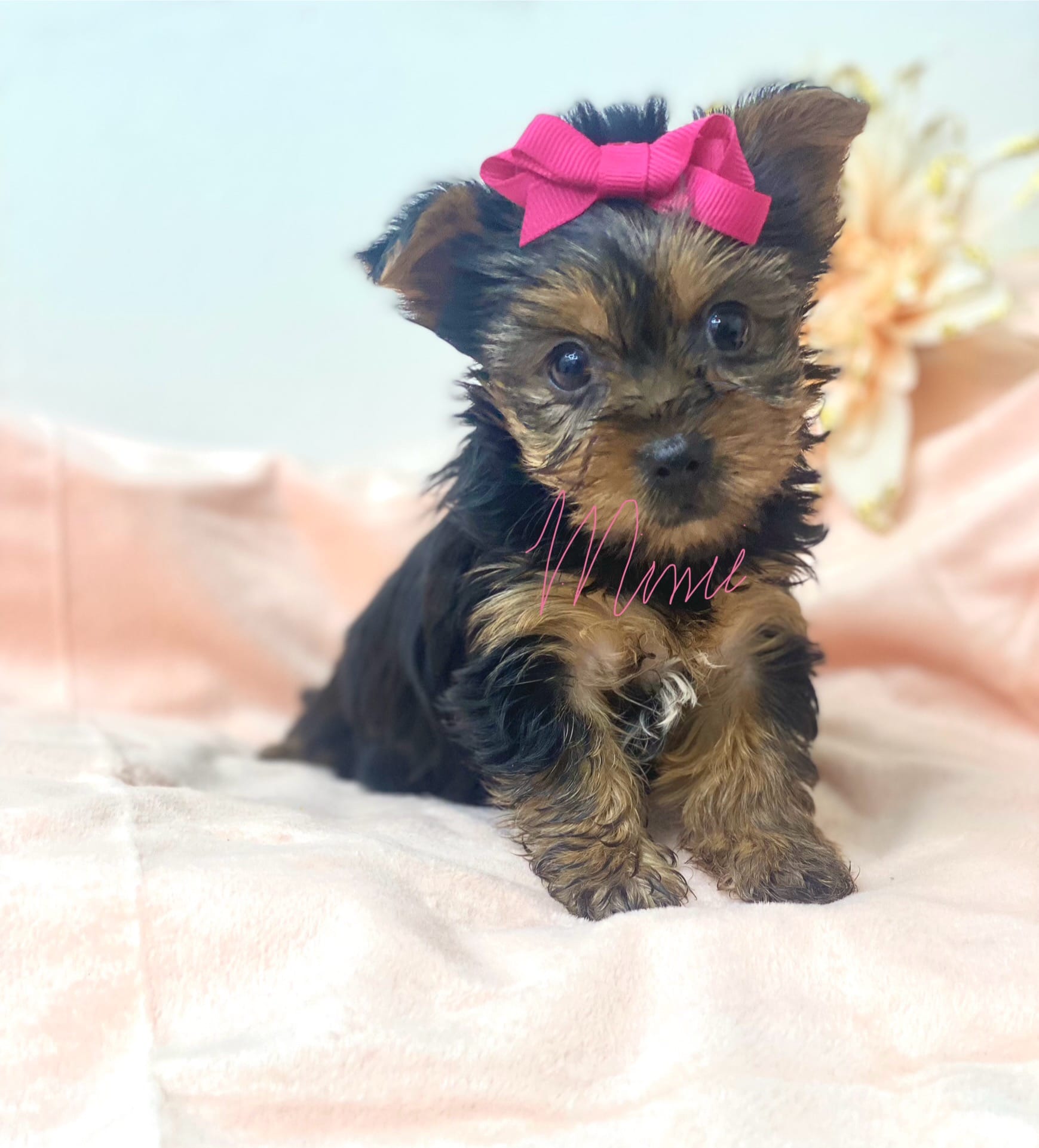 Misty  – Yorkshire Terrier puppy for sale in Fort Myers, FL