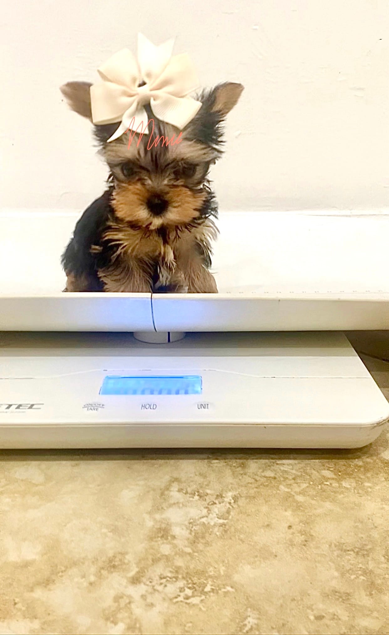 Marla  – Yorkshire Terrier puppy on hold in Fort Myers, FL