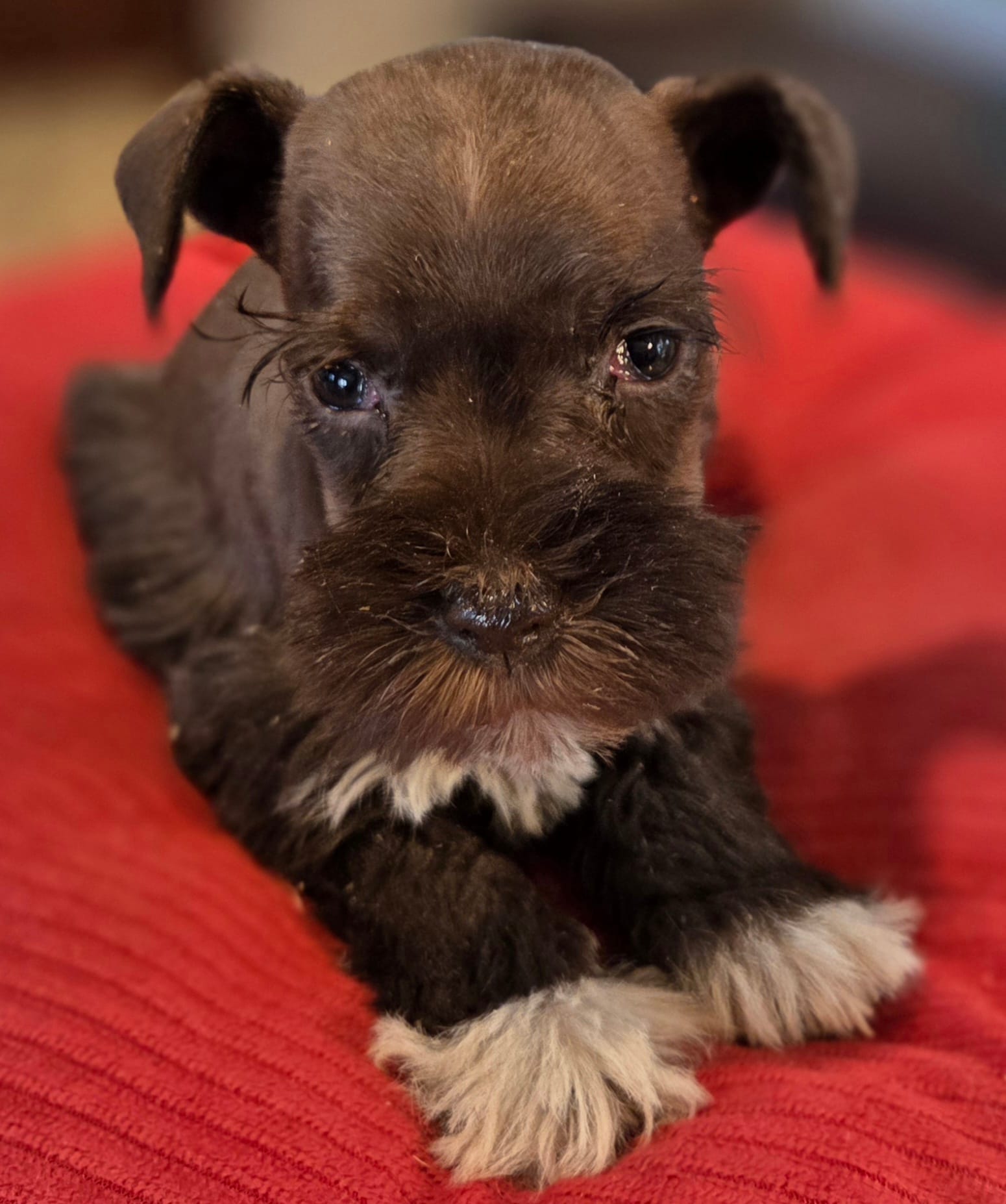 Chocolate Boots Girl  – Miniature Schnauzer puppy for sale in Fayetteville, NC