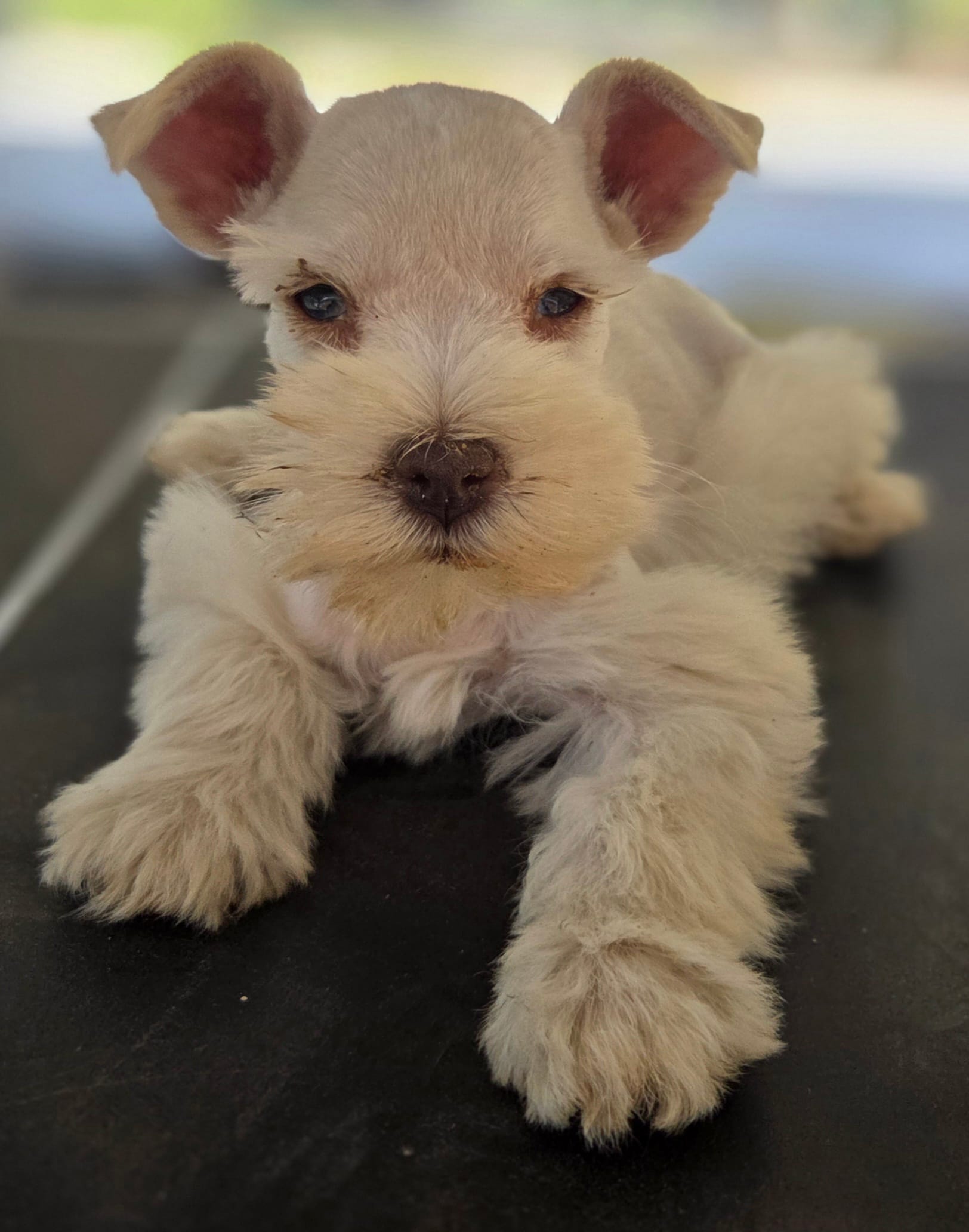 White Girl Chocolate nose 1 blue eye – Miniature Schnauzer puppy for sale in Fayetteville, NC