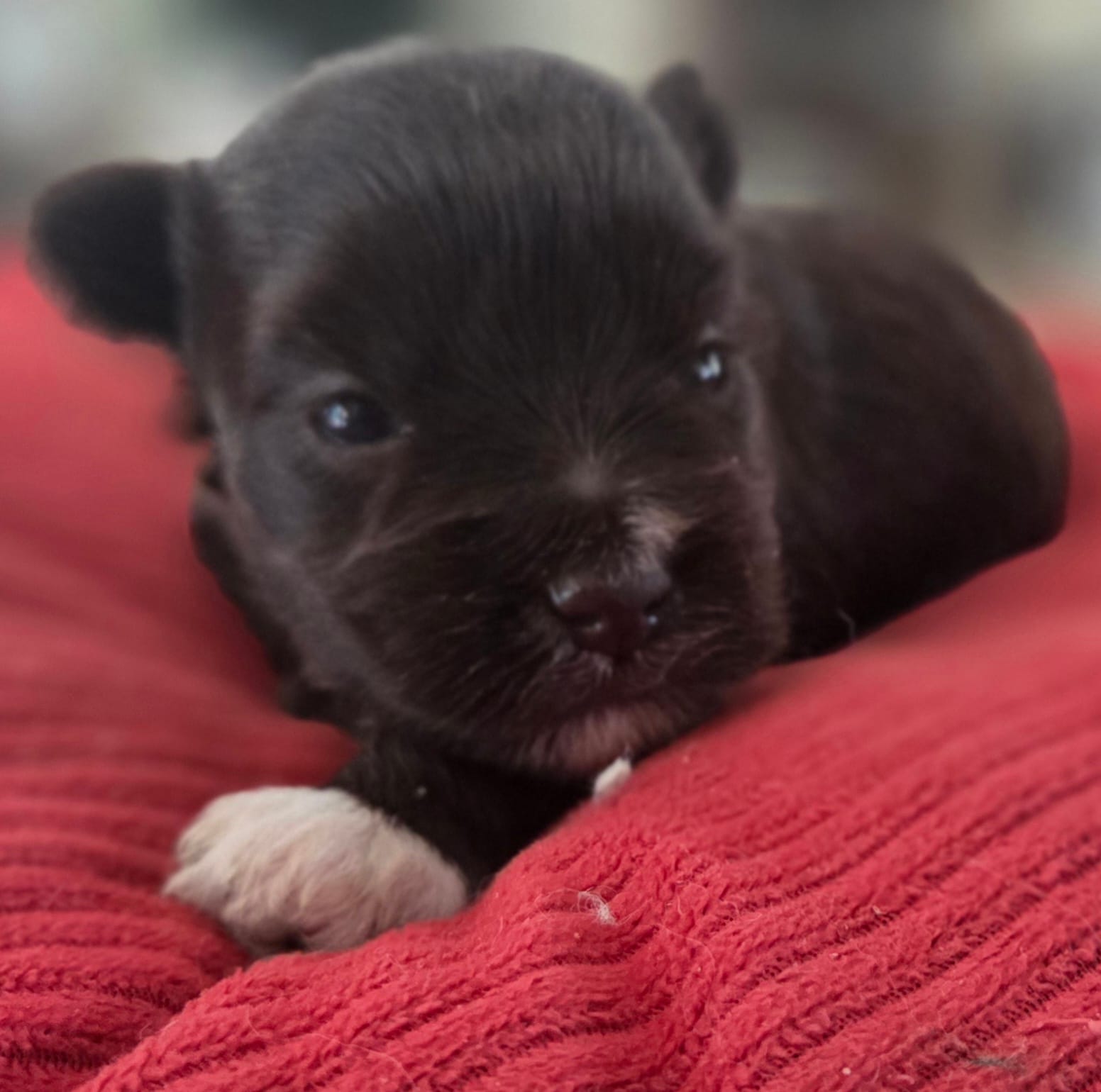 Chocolate girl  – Miniature Schnauzer puppy for sale in Fayetteville, NC