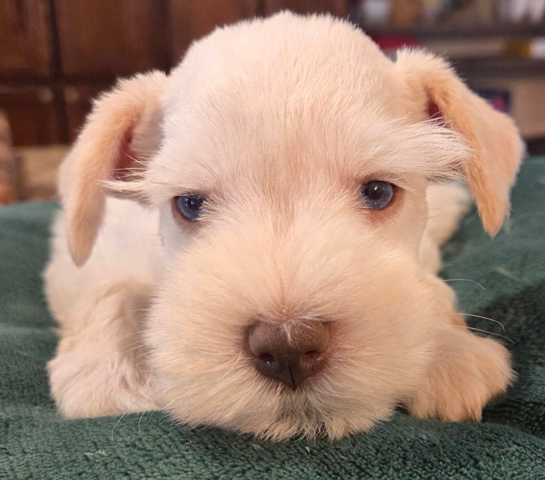 White boy brown nose blue eyes  – Miniature Schnauzer puppy for sale in Fayetteville, NC