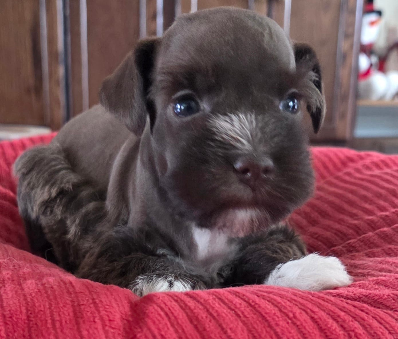 Chocolate girl 2 – Miniature Schnauzer puppy for sale in Fayetteville, NC