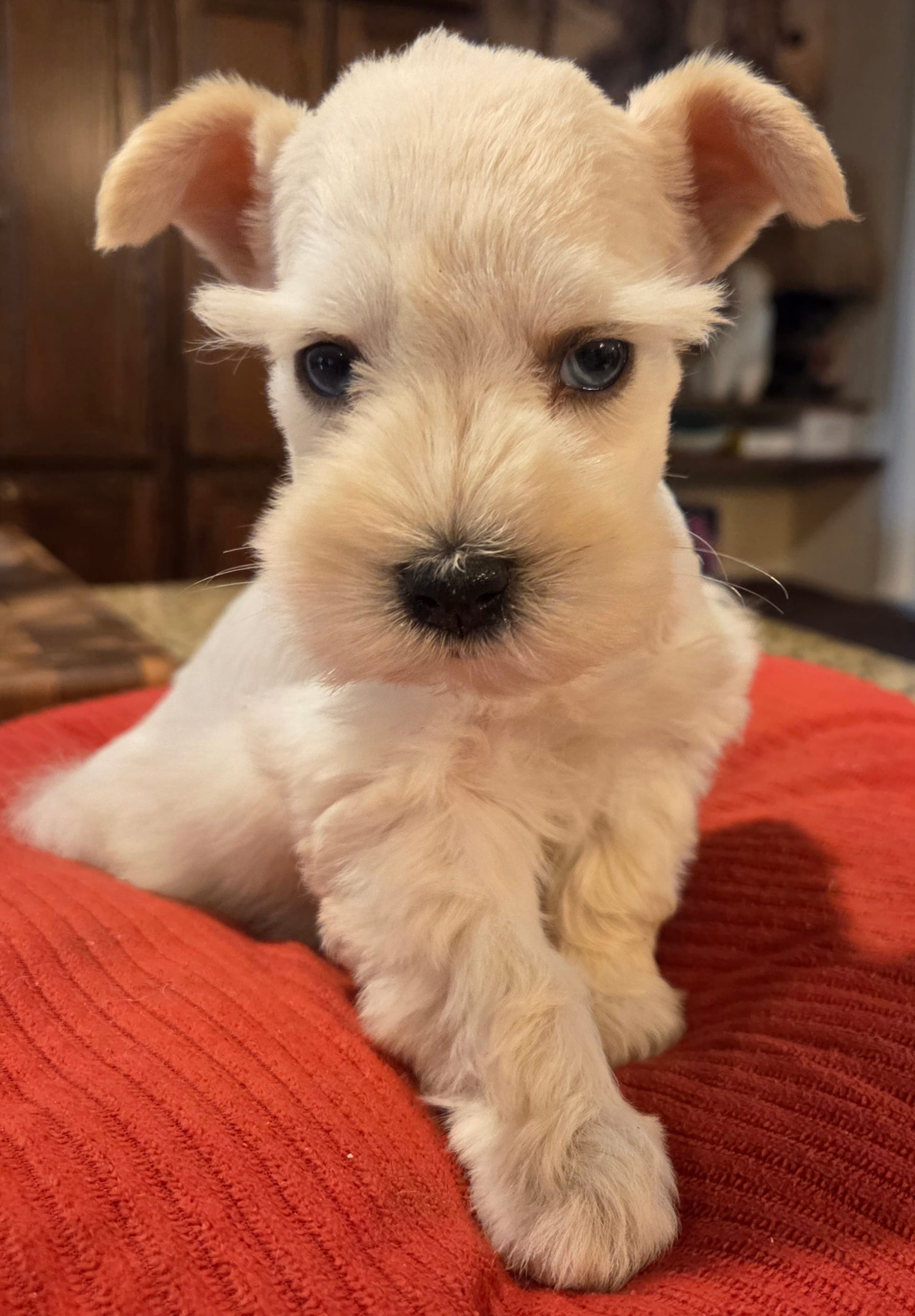 White Girl black nose blue eyes – Miniature Schnauzer puppy for sale in Fayetteville, NC