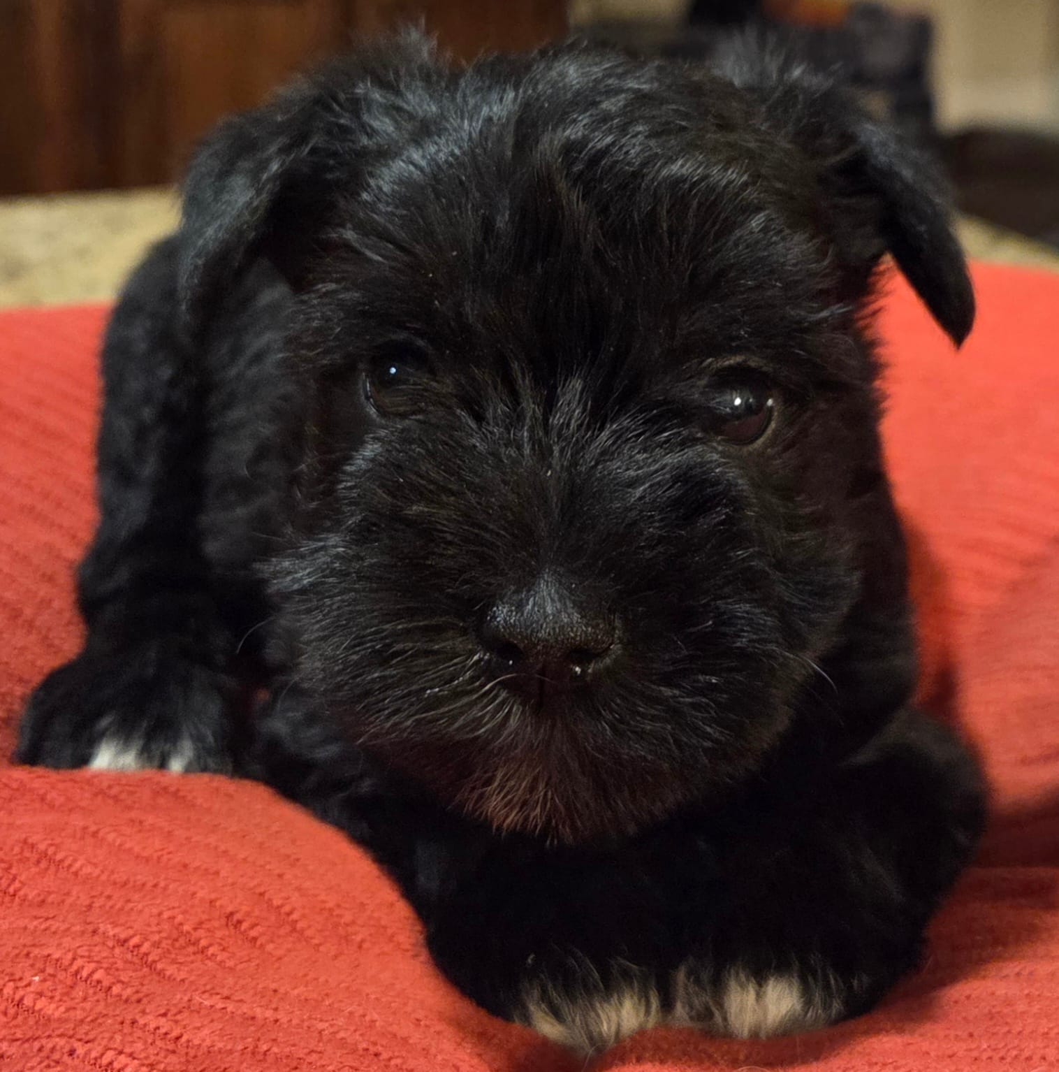 Black Girl  – Miniature Schnauzer puppy for sale in Fayetteville, NC