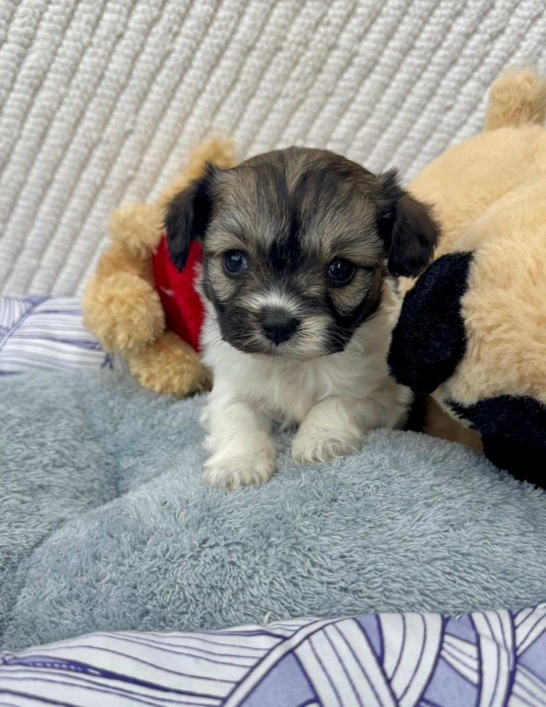 Malshi – Maltese, Shih Tzu puppy for sale in Tacoma, WA