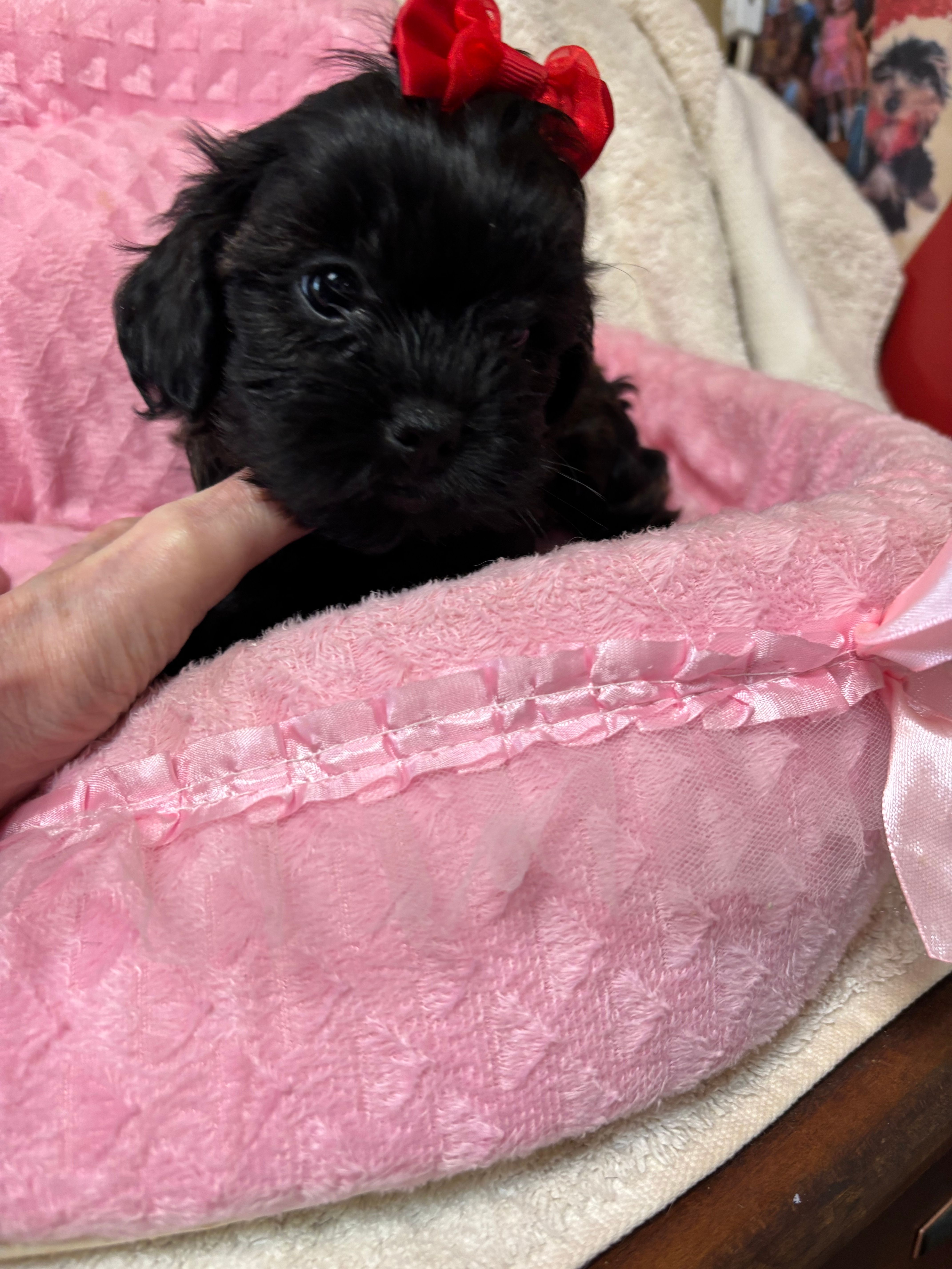 Pixie – Shihpoo puppy for sale in Ashland, OH