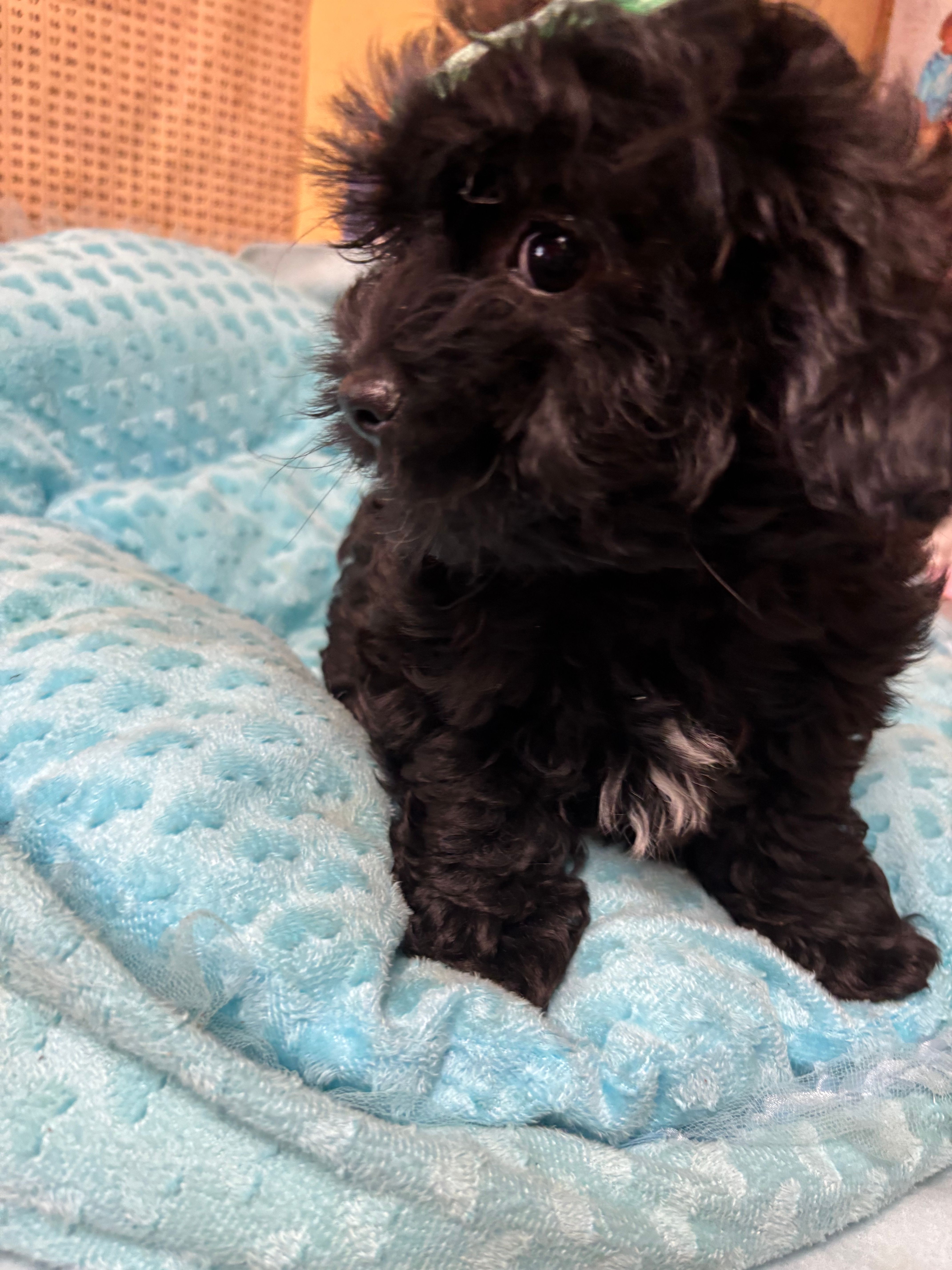 Honey Bear  – Shihpoo puppy for sale in Ashland, OH