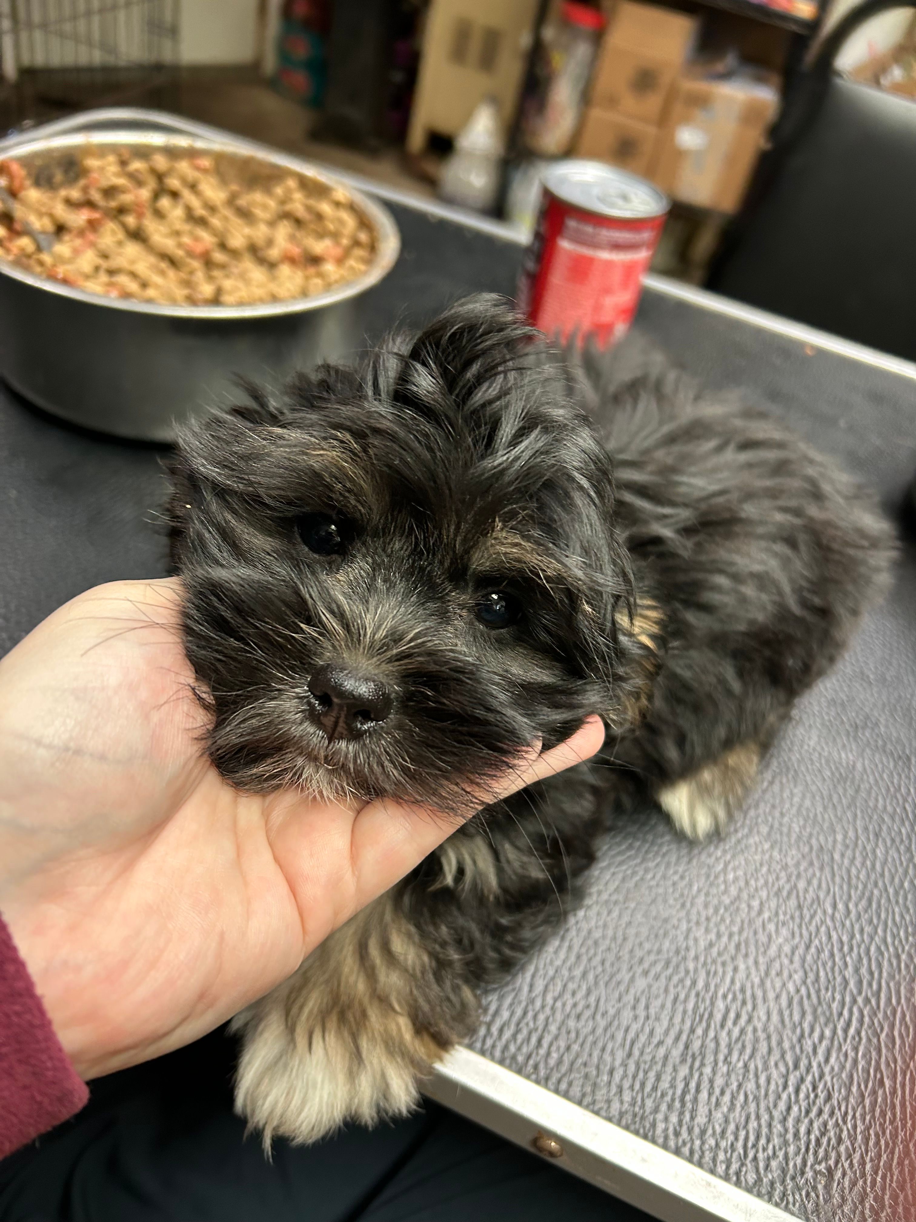 Tucker – Shihpoo puppy for sale in Ashland, OH
