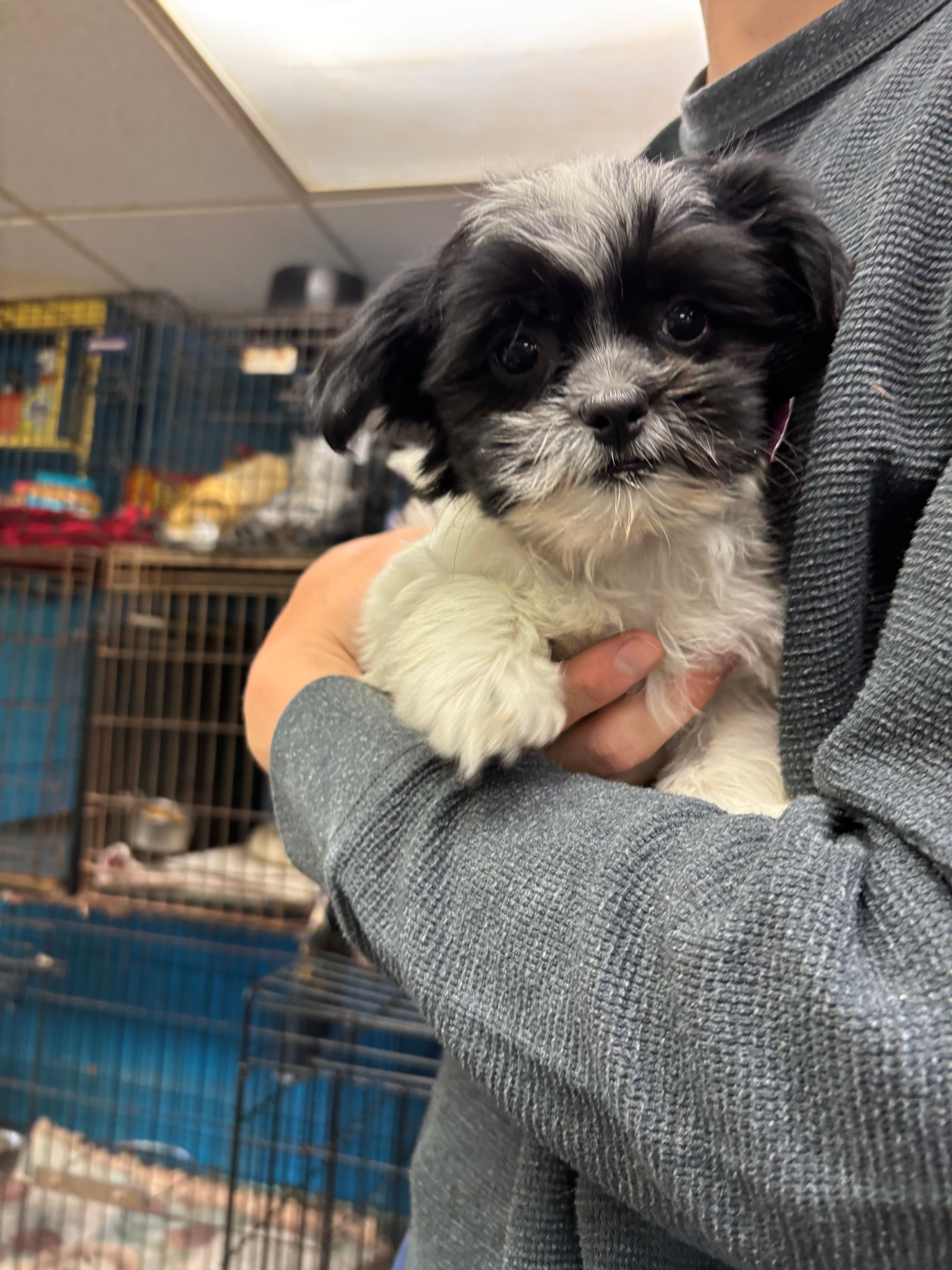 Sabrina – Shihpoo puppy for sale in Ashland, OH