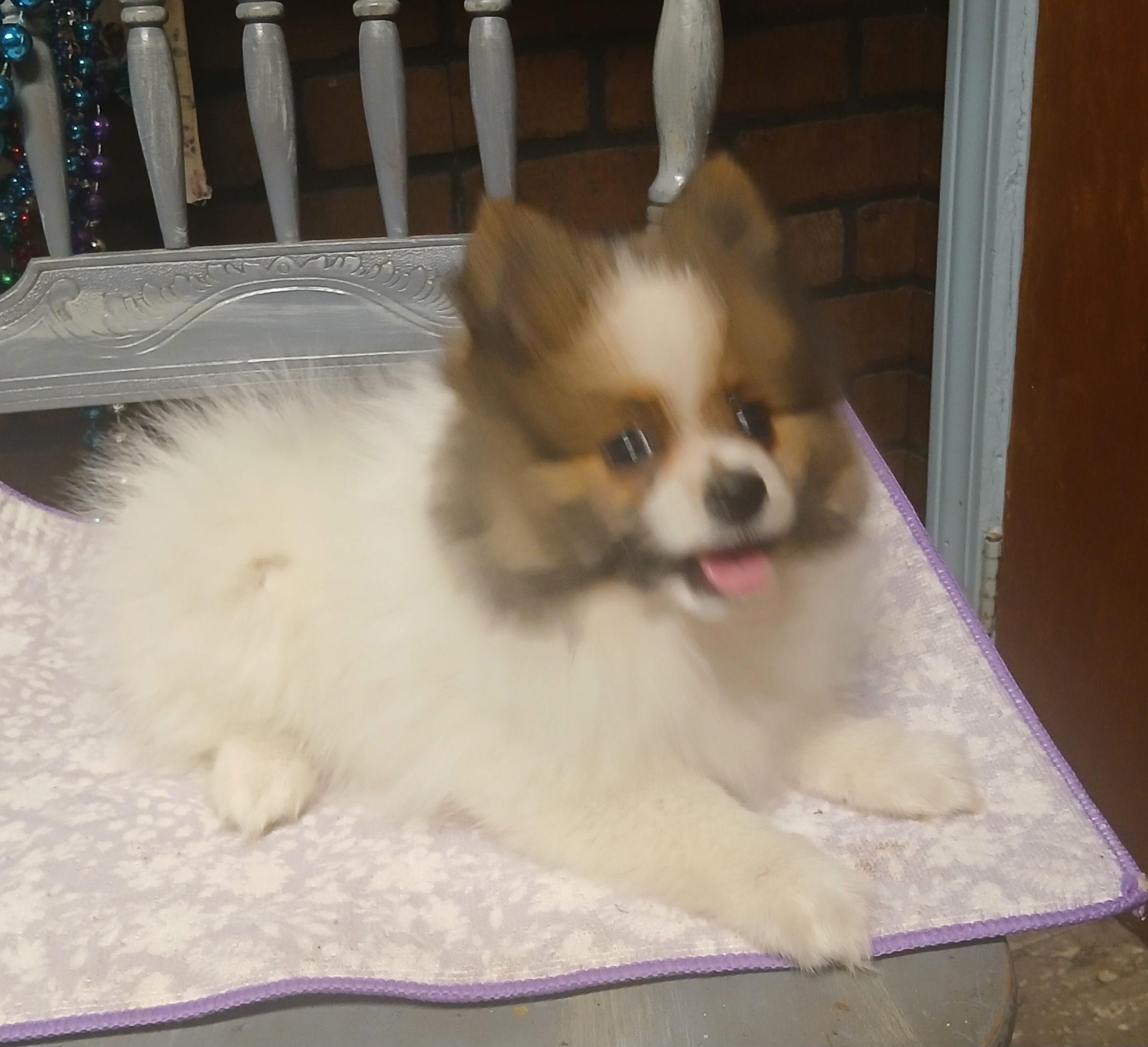 Fonzy, a male Pomeranian for sale in Amite, LA – Photo 3 of 3