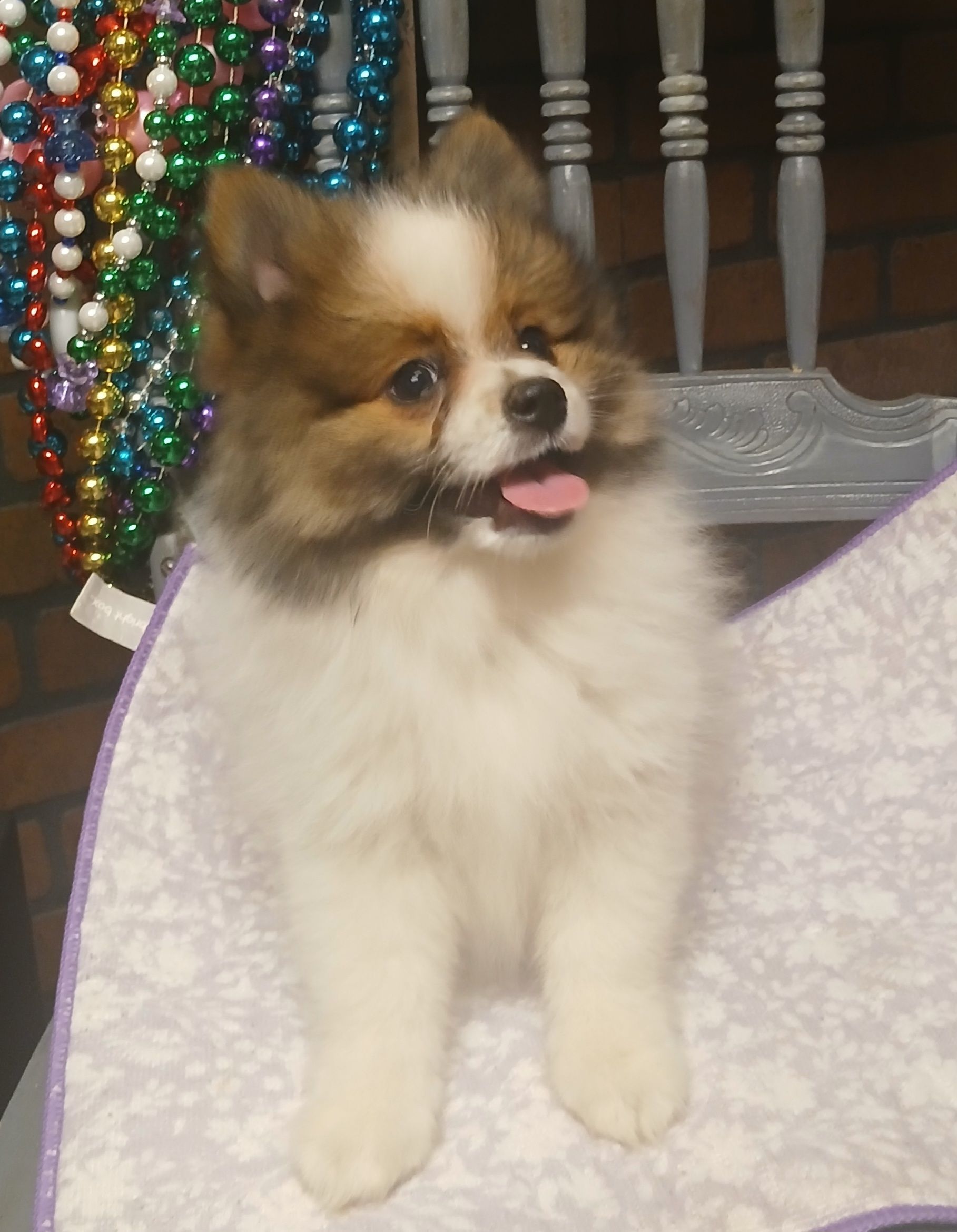 Fonzy, a male Pomeranian for sale in Amite, LA – Photo 2 of 3