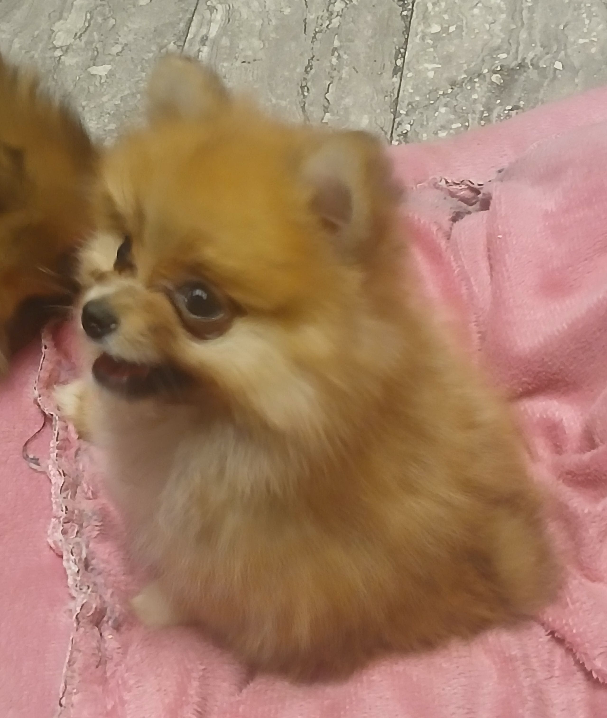 Angel, a female Pomeranian for sale in Amite, LA – Photo 2 of 3