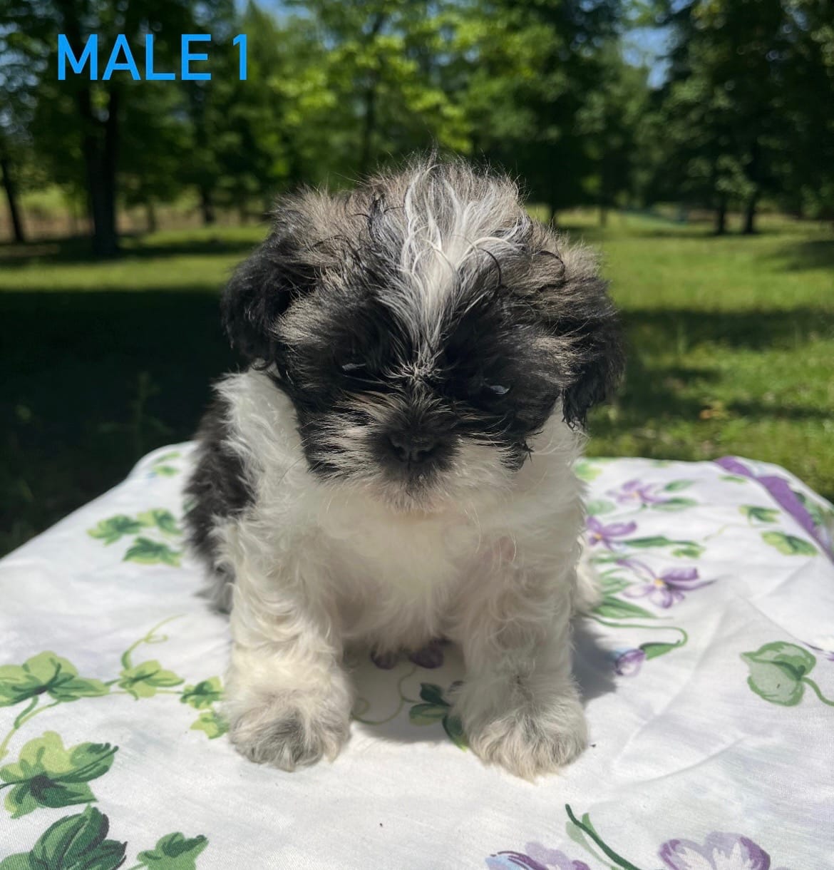 Muffin  – Shih Tzu, Poodle - Miniature  puppy for sale in Amite, LA