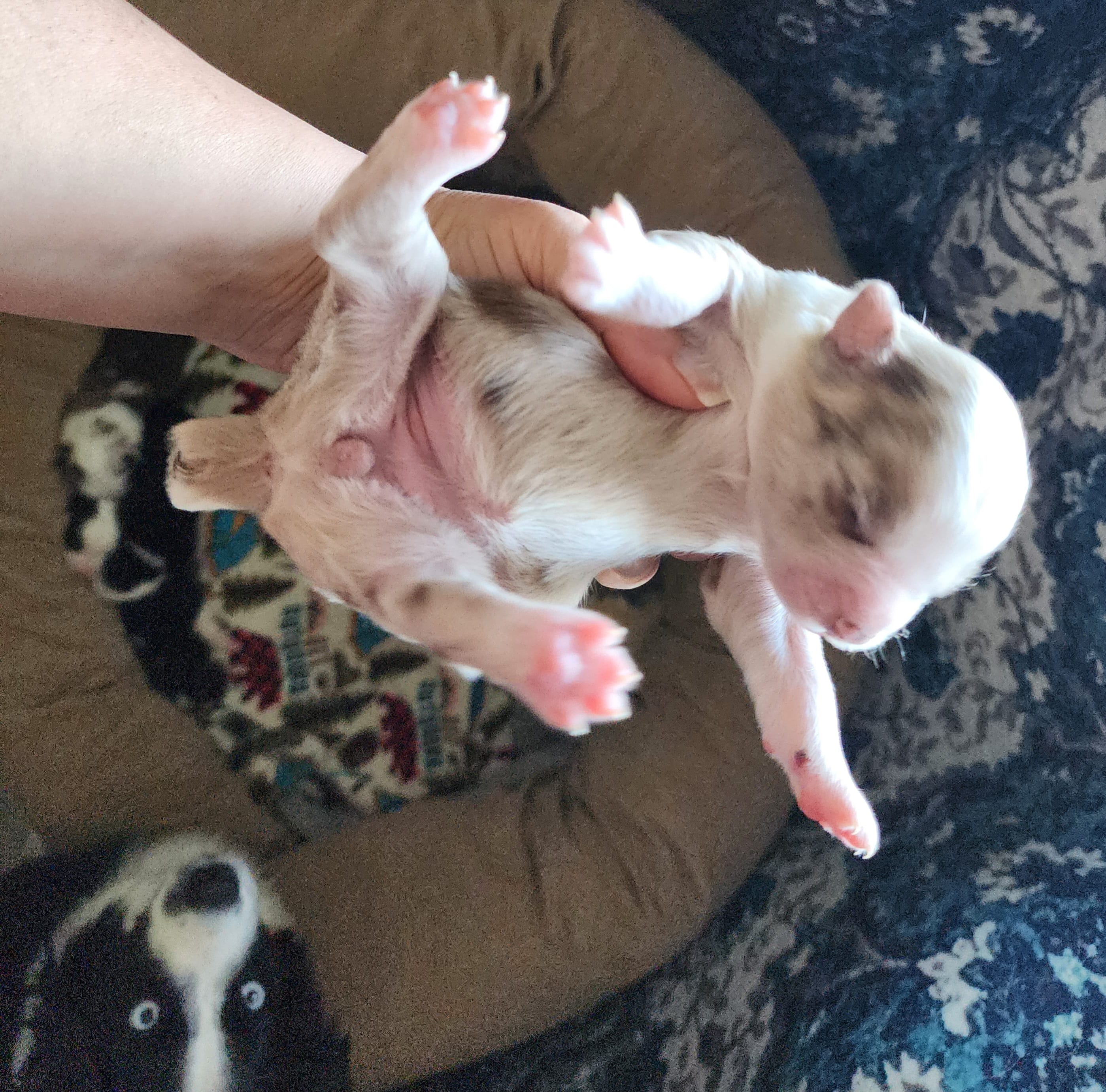 Honor – Miniature Australian Shepherd, Toy Australian Shepherd puppy for sale in Marysville, WA