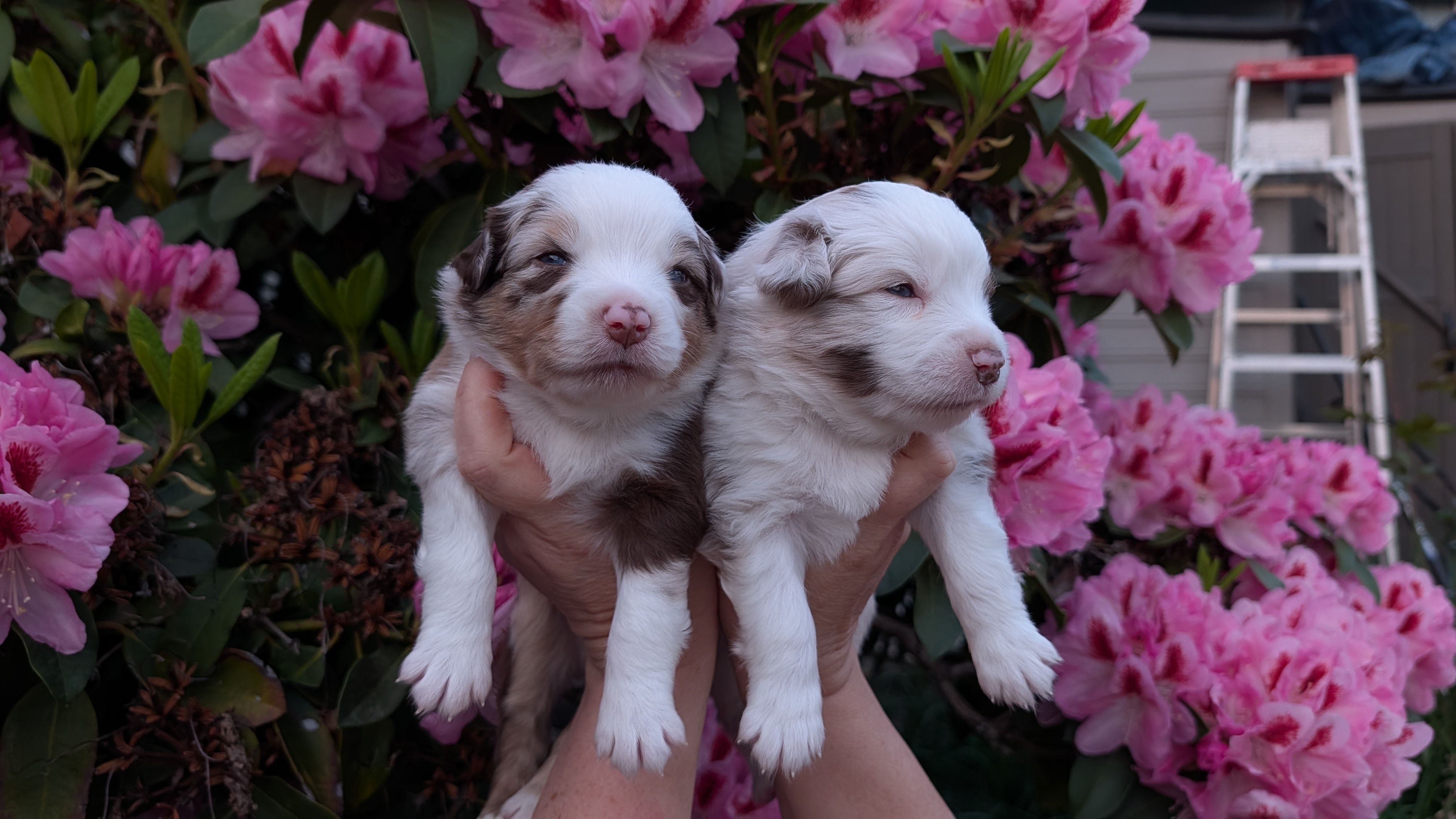 Justice – Miniature Australian Shepherd, Toy Australian Shepherd puppy on hold in Marysville, WA