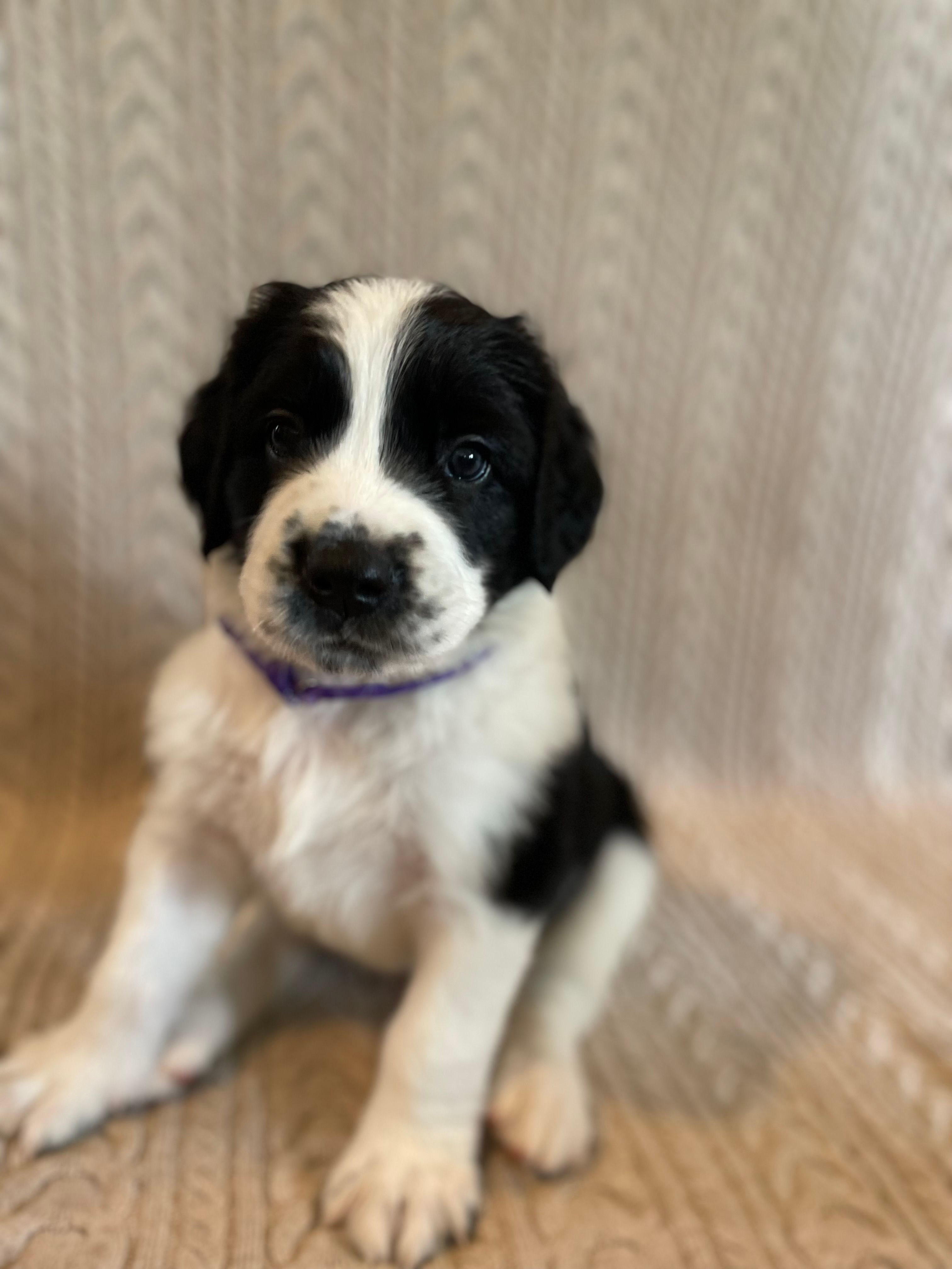 Purple Girl – Saint Berdoodle puppy for sale in Elk River, MN