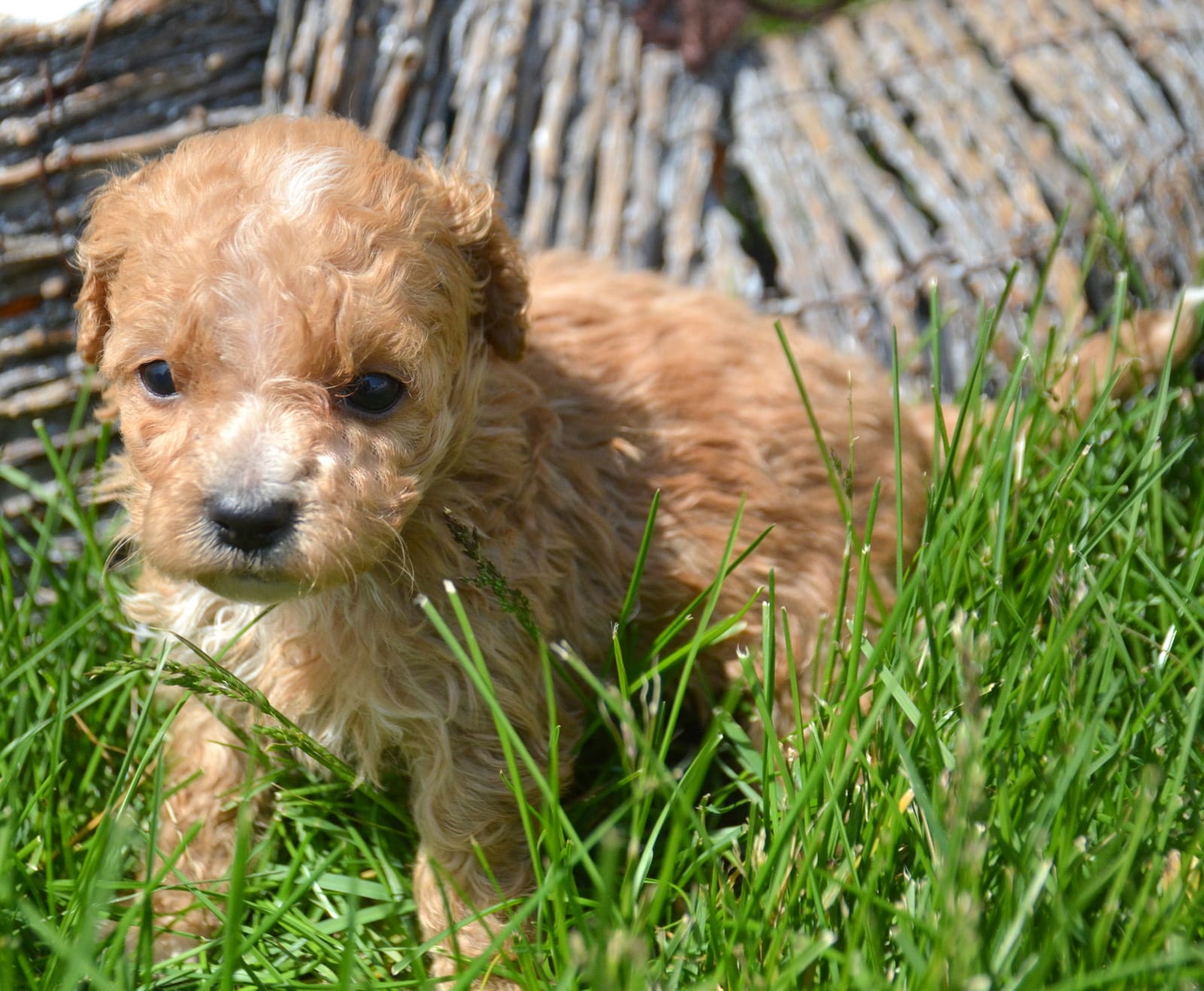 Maddie Maltipoo Fm 5 – Maltipoo puppy for sale in Kendallville, IN