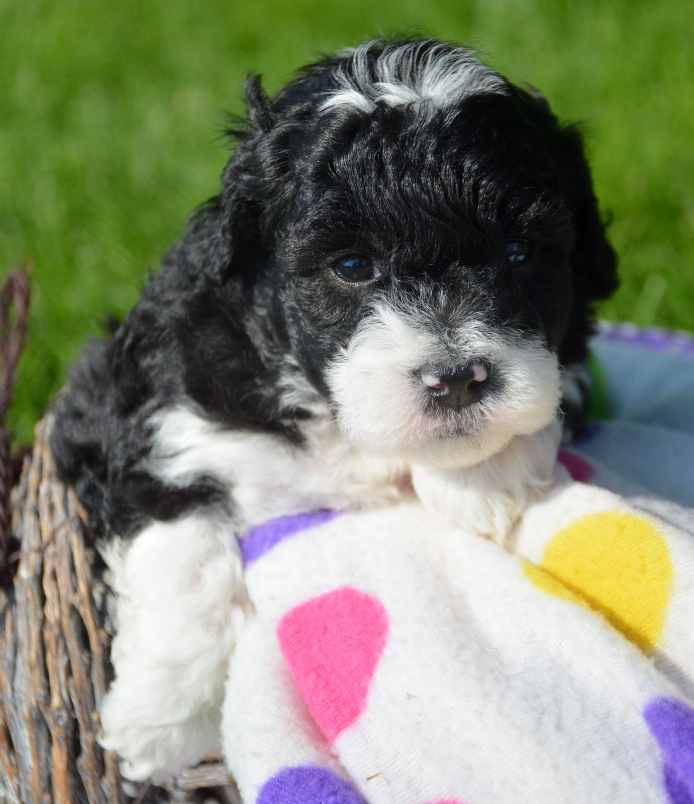 Bella Micro Bernedoodle – Bernedoodle puppy for sale in Kendallville, IN