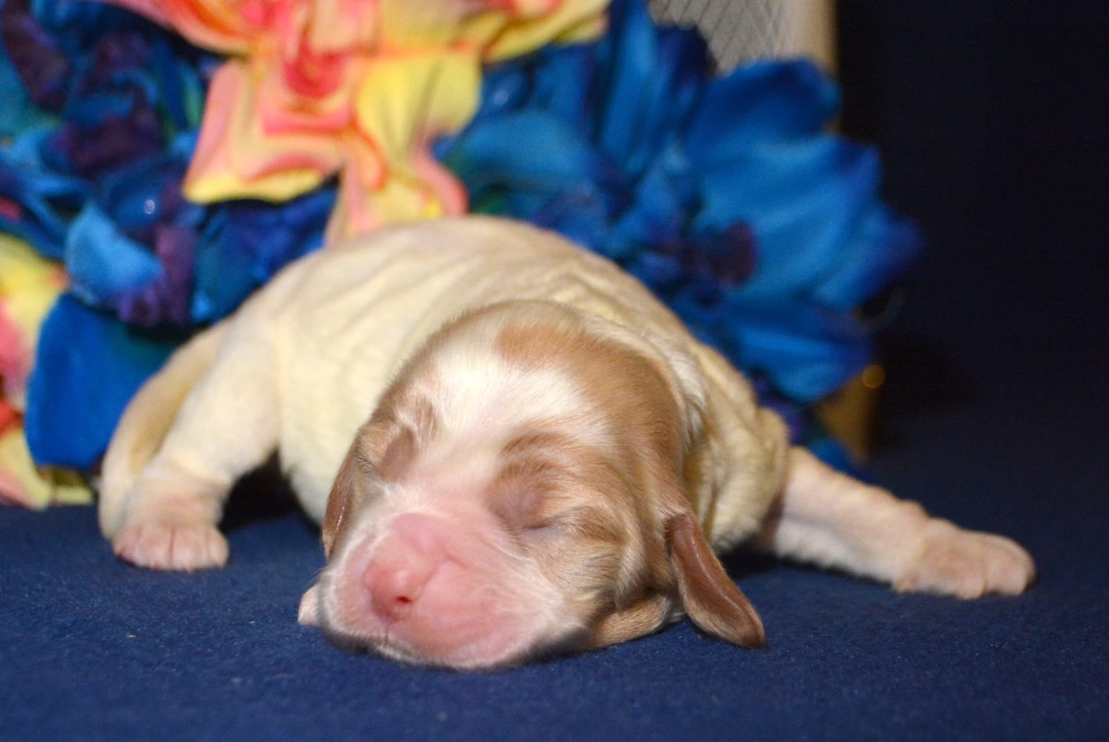 Cari Mini CP F4 – Cockapoo puppy for sale in Kendallville, IN