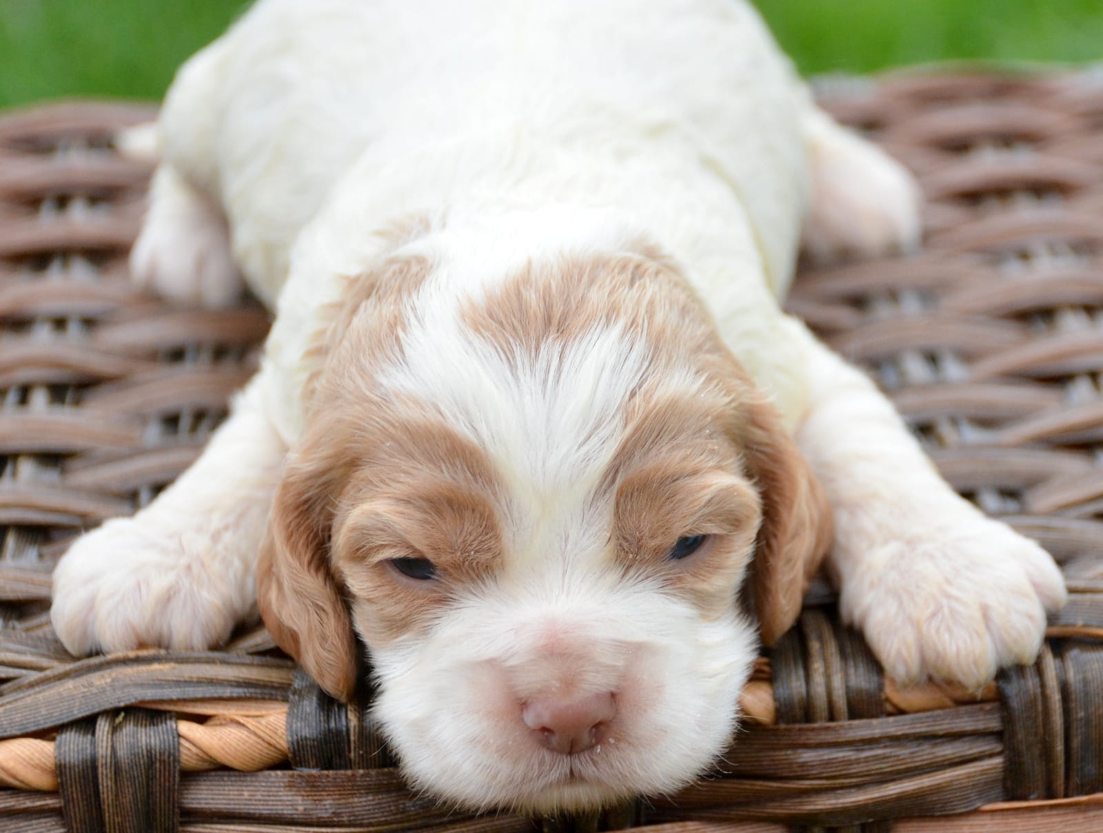 Cari Mini CP F4 – Cockapoo puppy for sale in Kendallville, IN