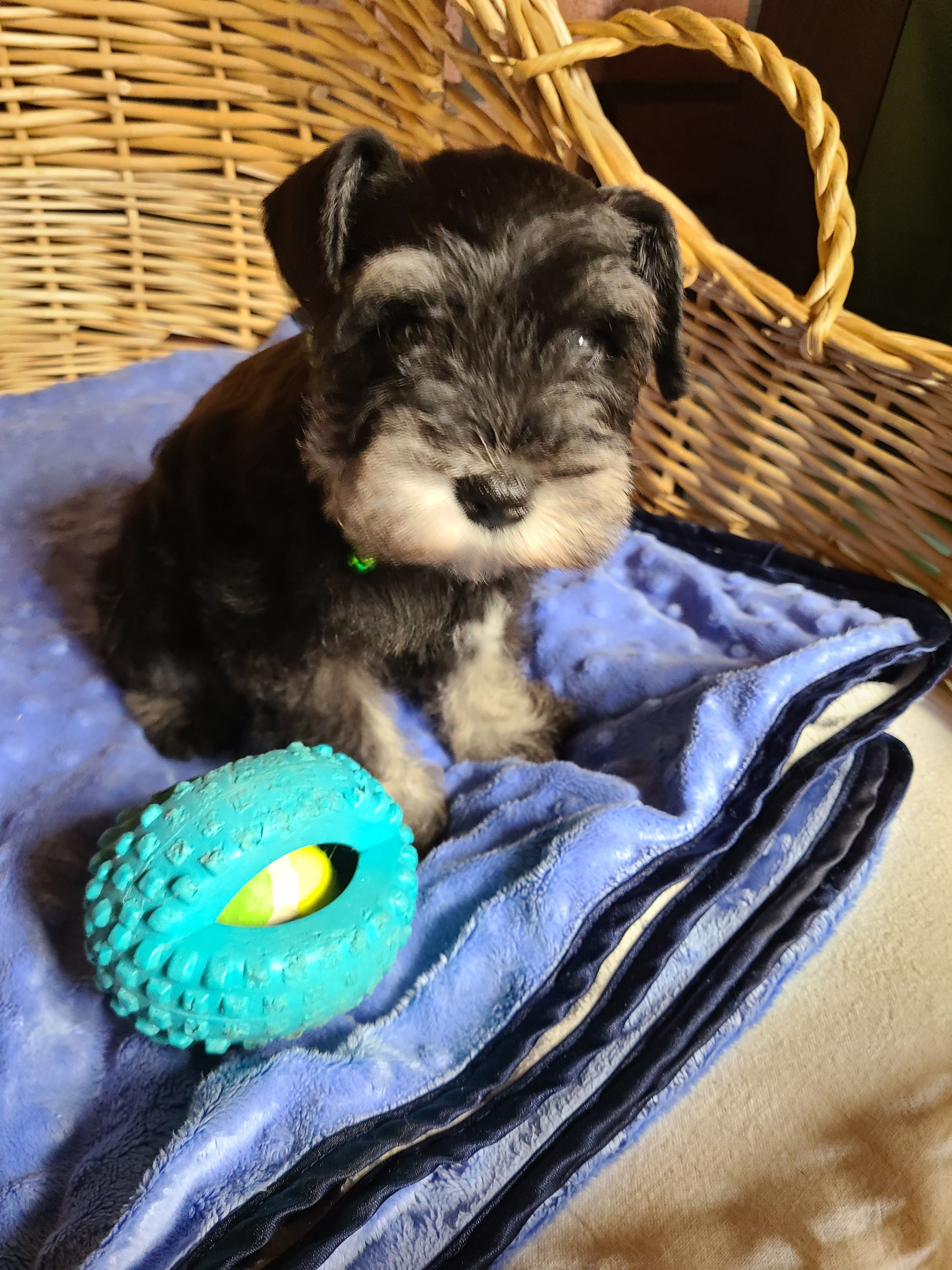 Hewie – Miniature Schnauzer puppy for sale in Humeston, IA