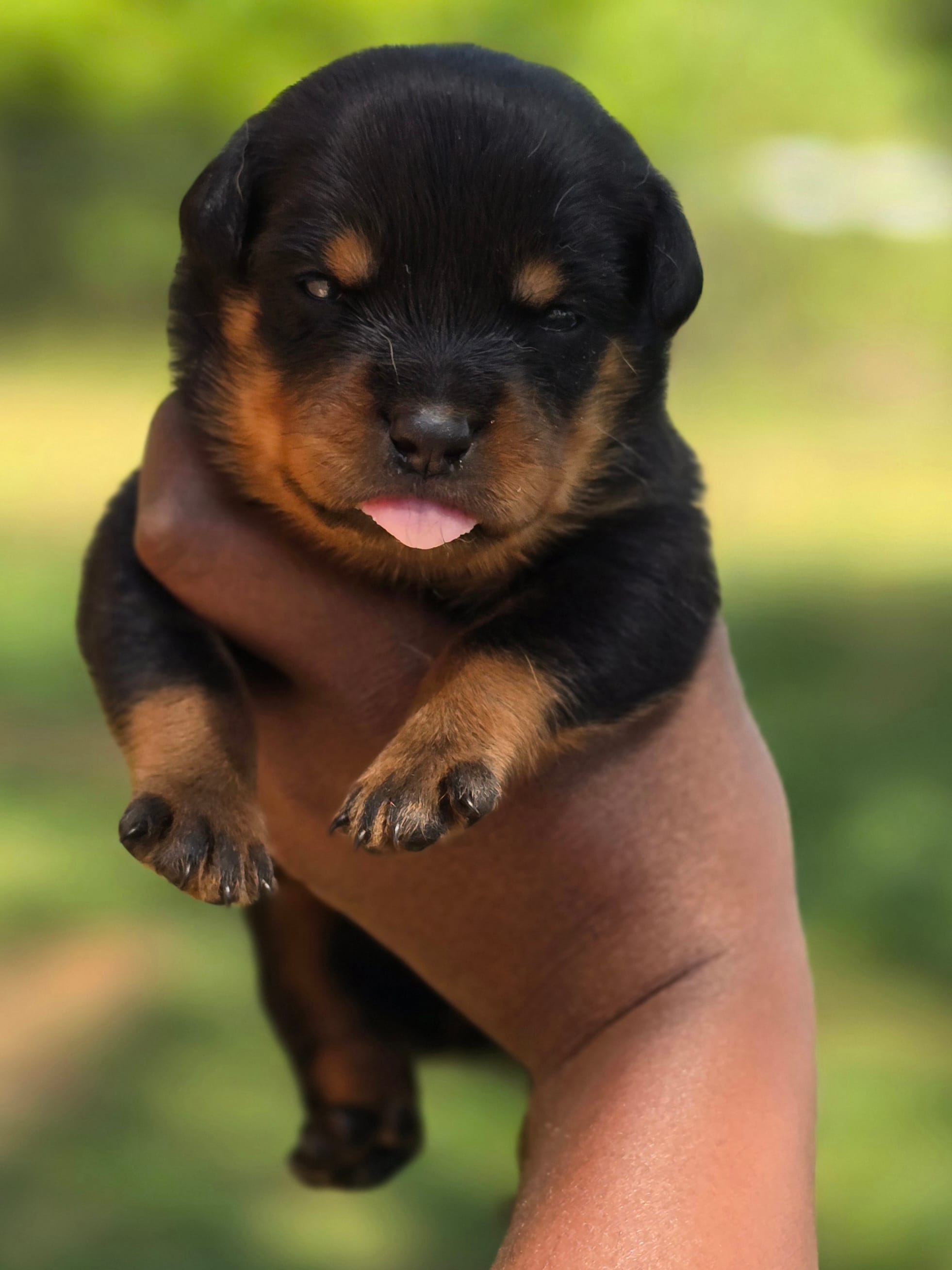 Purple Girl – Rottweiler puppy for sale in Laurens, SC