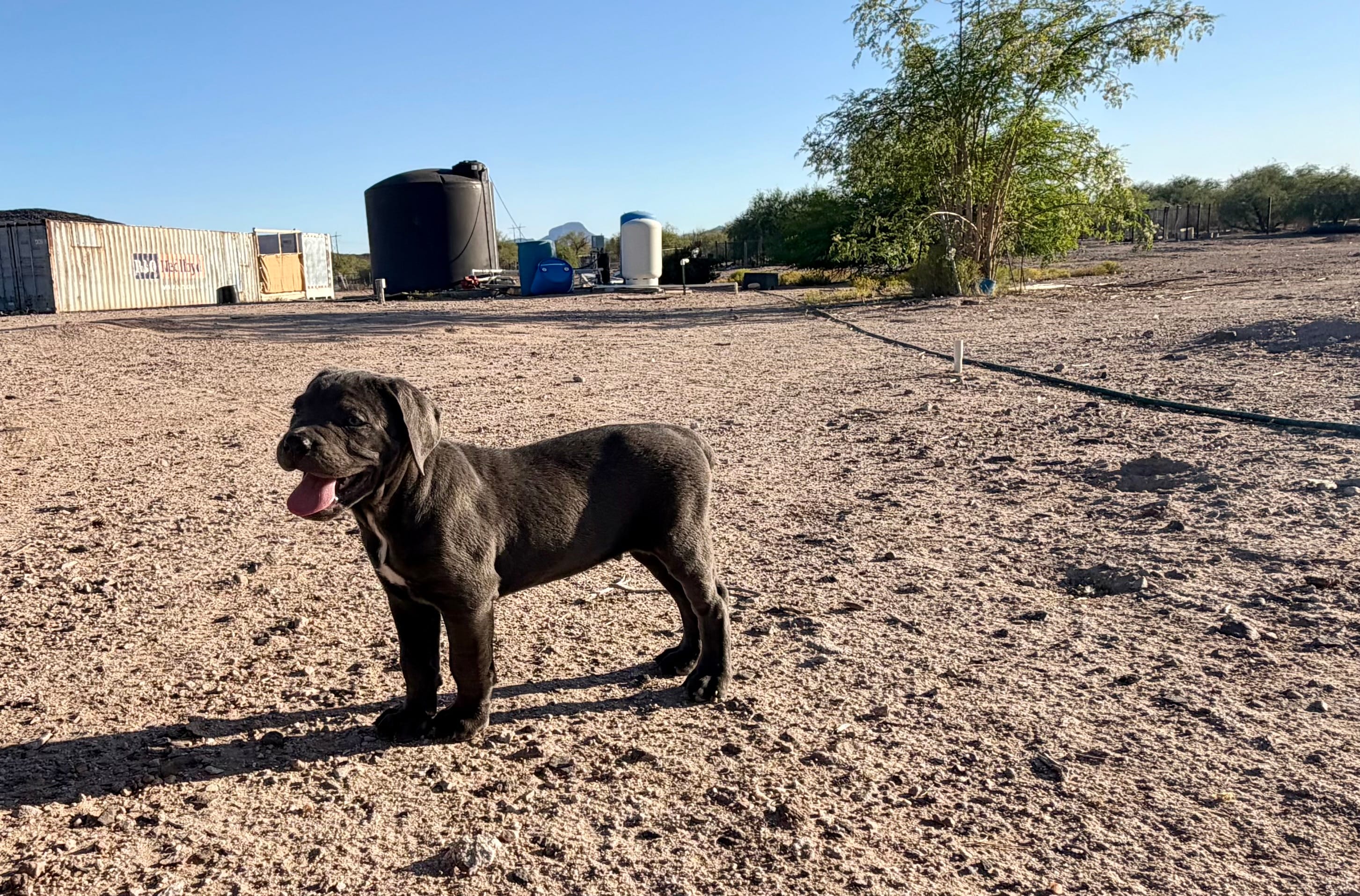 Stone – Cane Corso puppy for sale in Tonopah, AZ