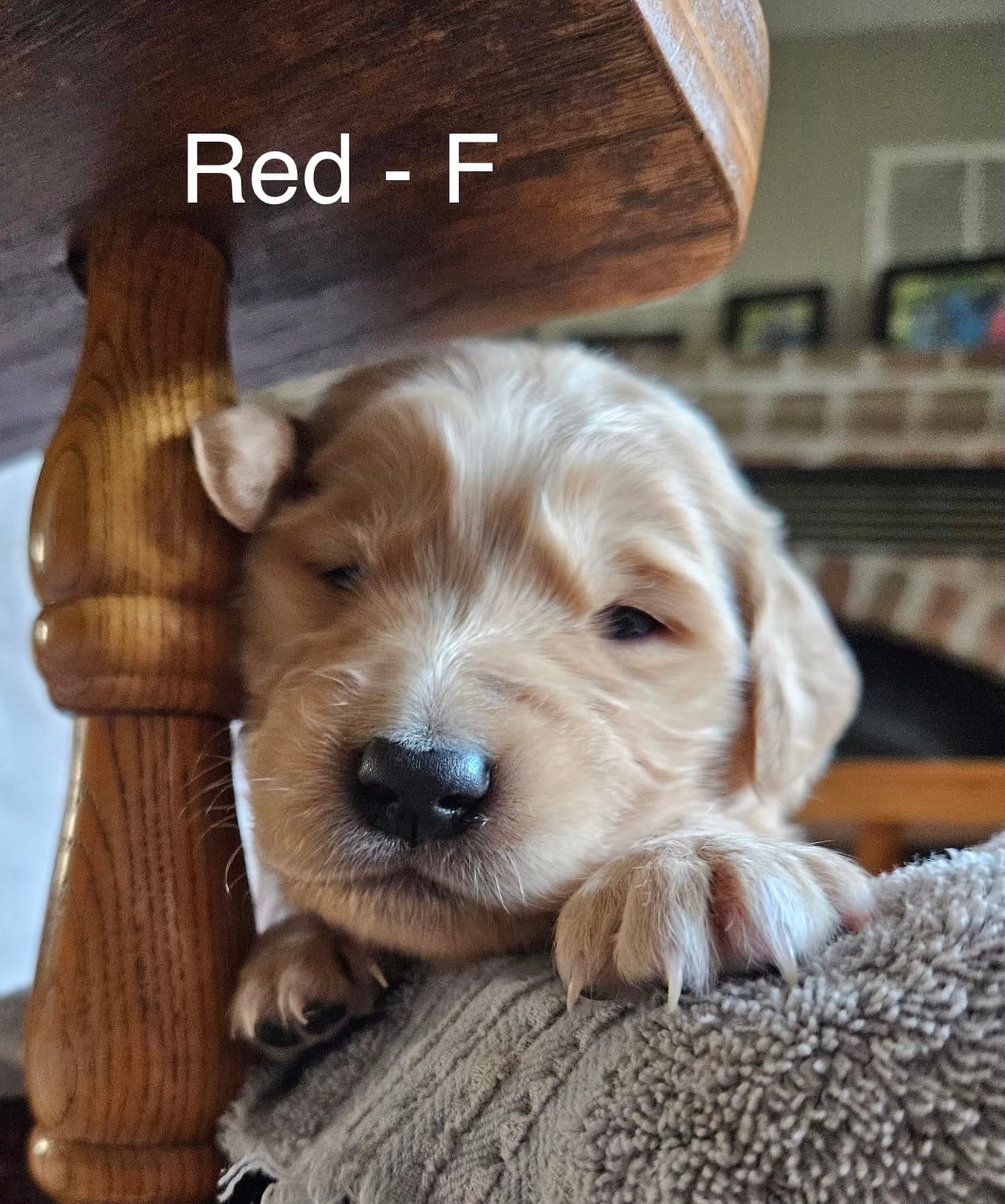 Red - Female – Golden Retriever puppy for sale in Savage, MN