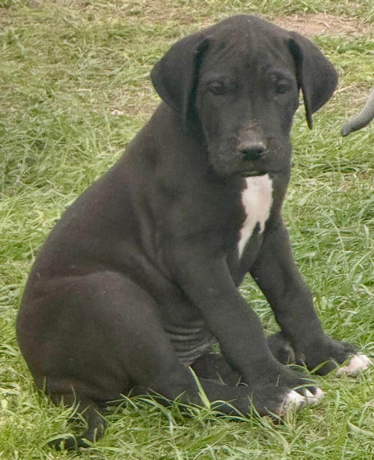 Patsy – Great Dane puppy for sale in Marquez, TX