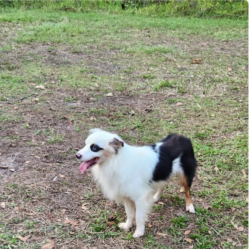Pirata – Miniature Australian Shepherd puppy for sale in Lakeland, FL