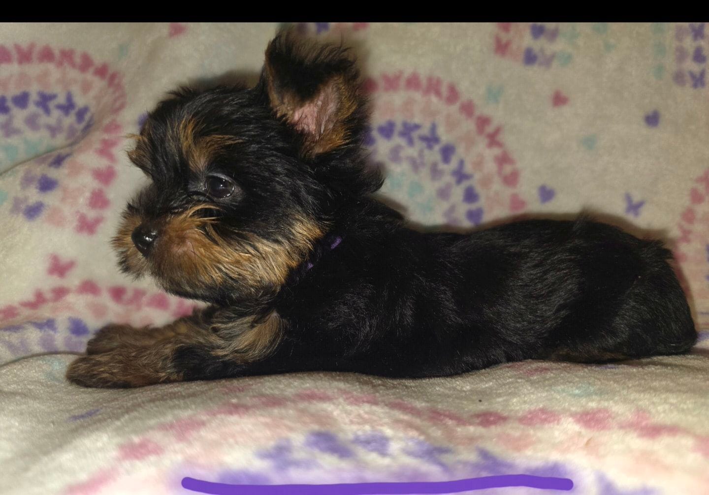 M – Yorkshire Terrier puppy for sale in Cypress, TX