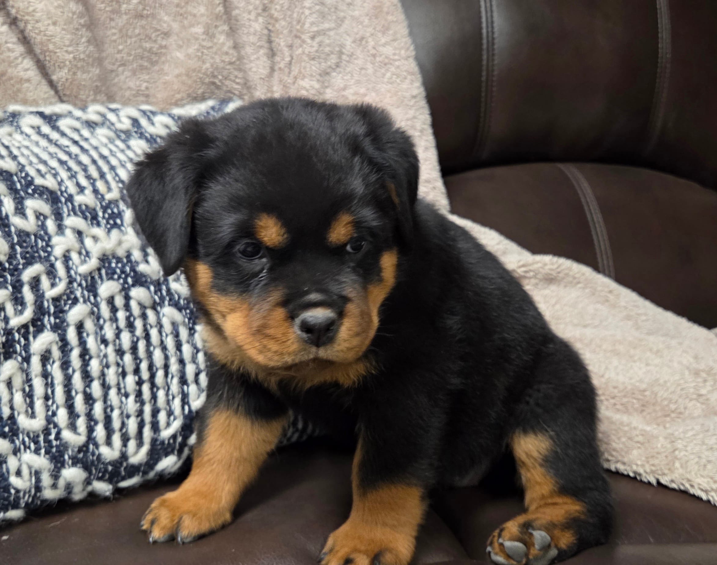 Shadow – Rottweiler puppy for sale in Williamsburg, PA