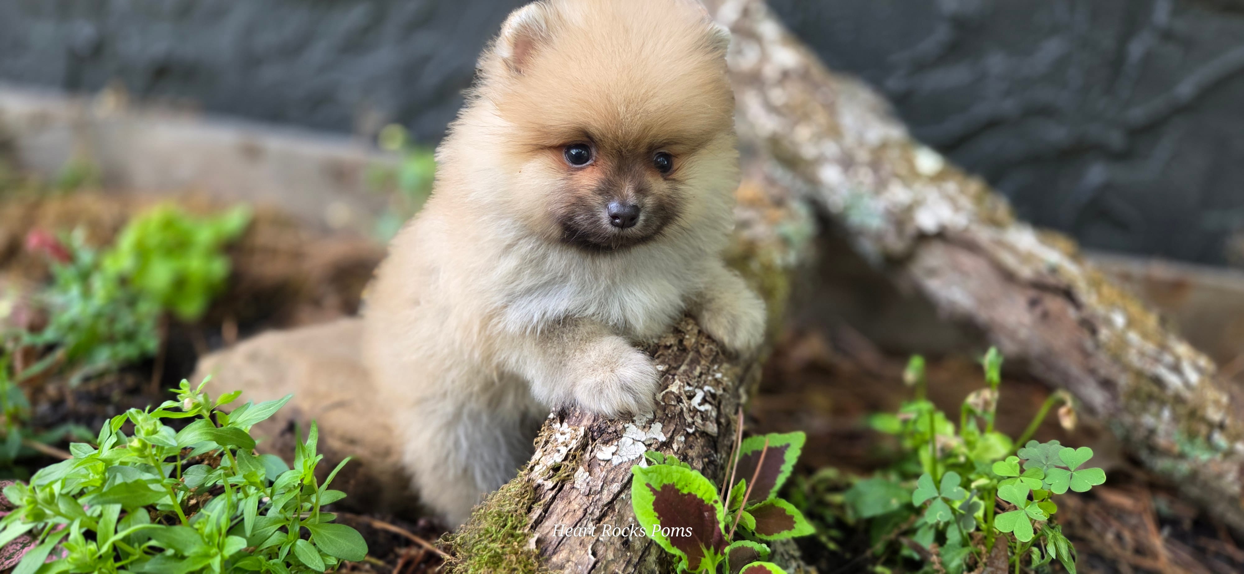 Timberlane  – Pomeranian puppy for sale in Chattanooga, TN