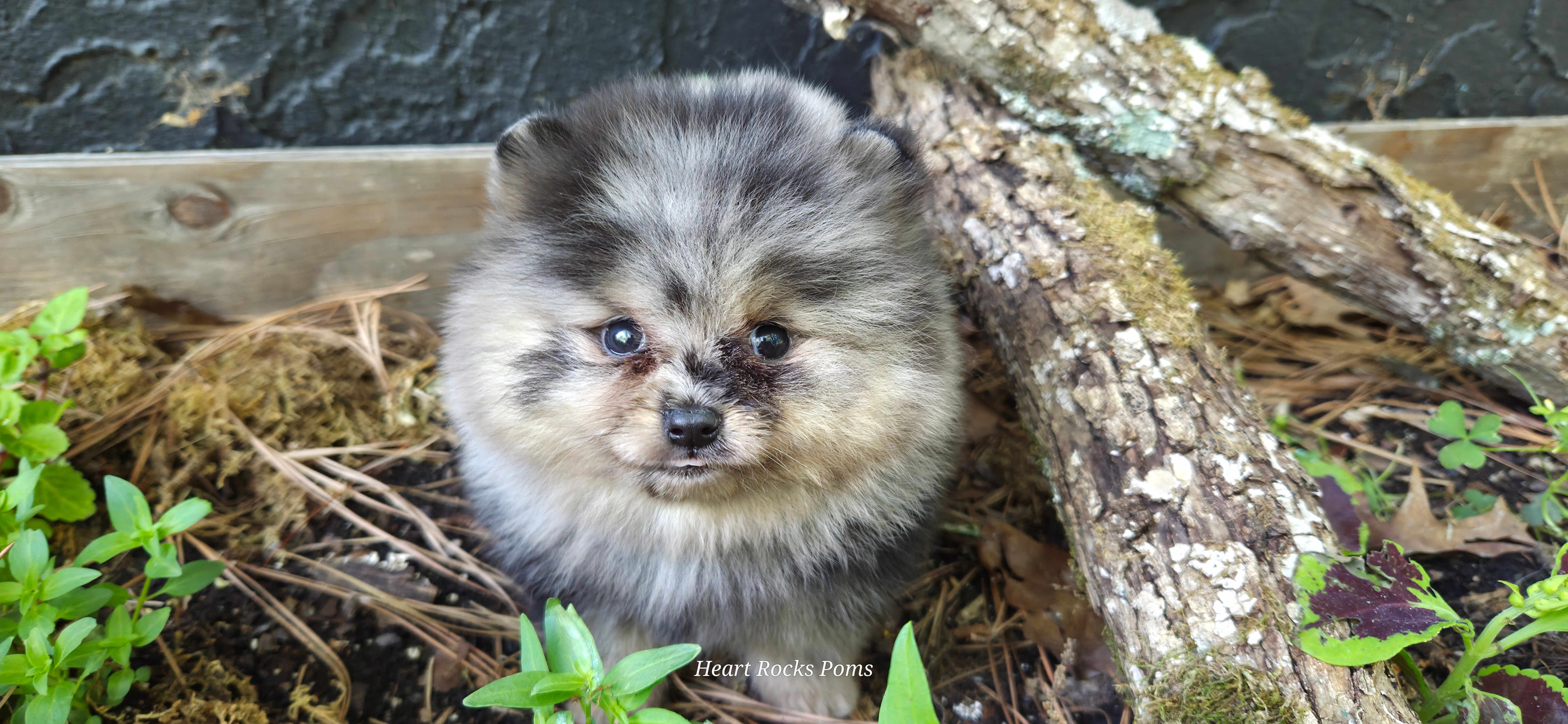 Onyx  – Pomeranian puppy for sale in Chattanooga, TN