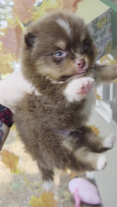 Sawyer, a male Pomeranian for sale in Chattanooga, TN – 2 of 5