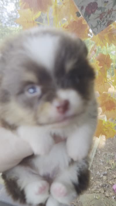 Holt, a male Pomeranian for sale in Chattanooga, TN – 2 of 4