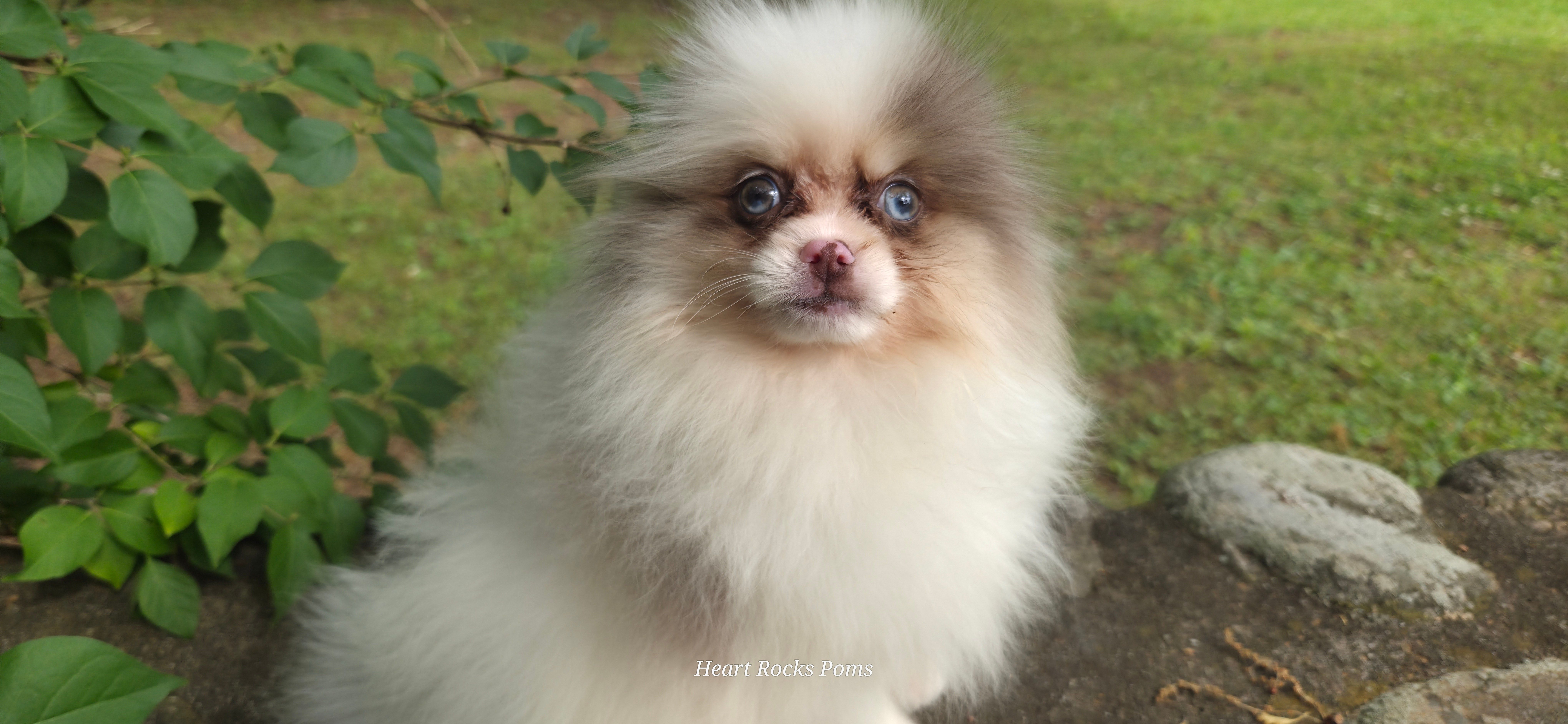 Runway – Pomeranian puppy for sale in Chattanooga, TN